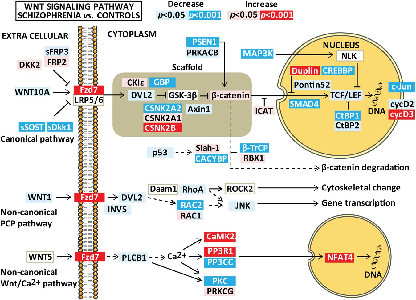 Exploring the Wnt signaling pathway in schizophrenia and bipolar disorder |  Translational Psychiatry