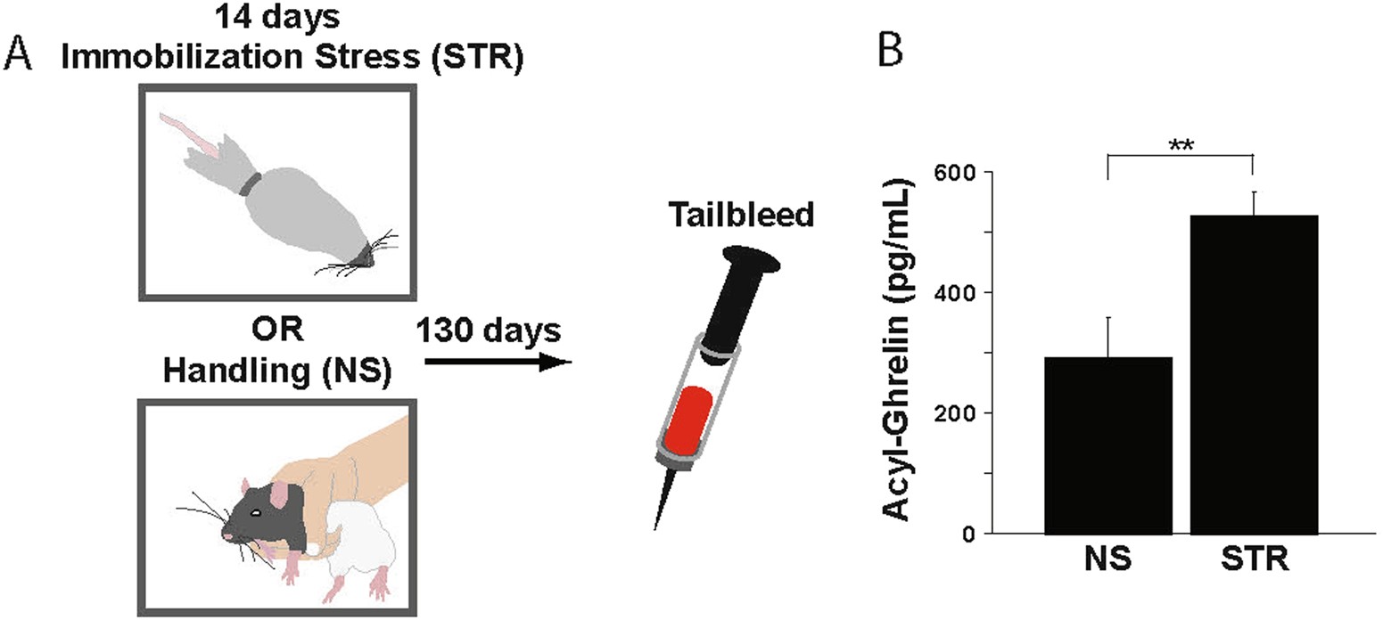 Ghrelin Is A Persistent Biomarker For Chronic Stress Exposure In Adolescent Rats And Humans Translational Psychiatry