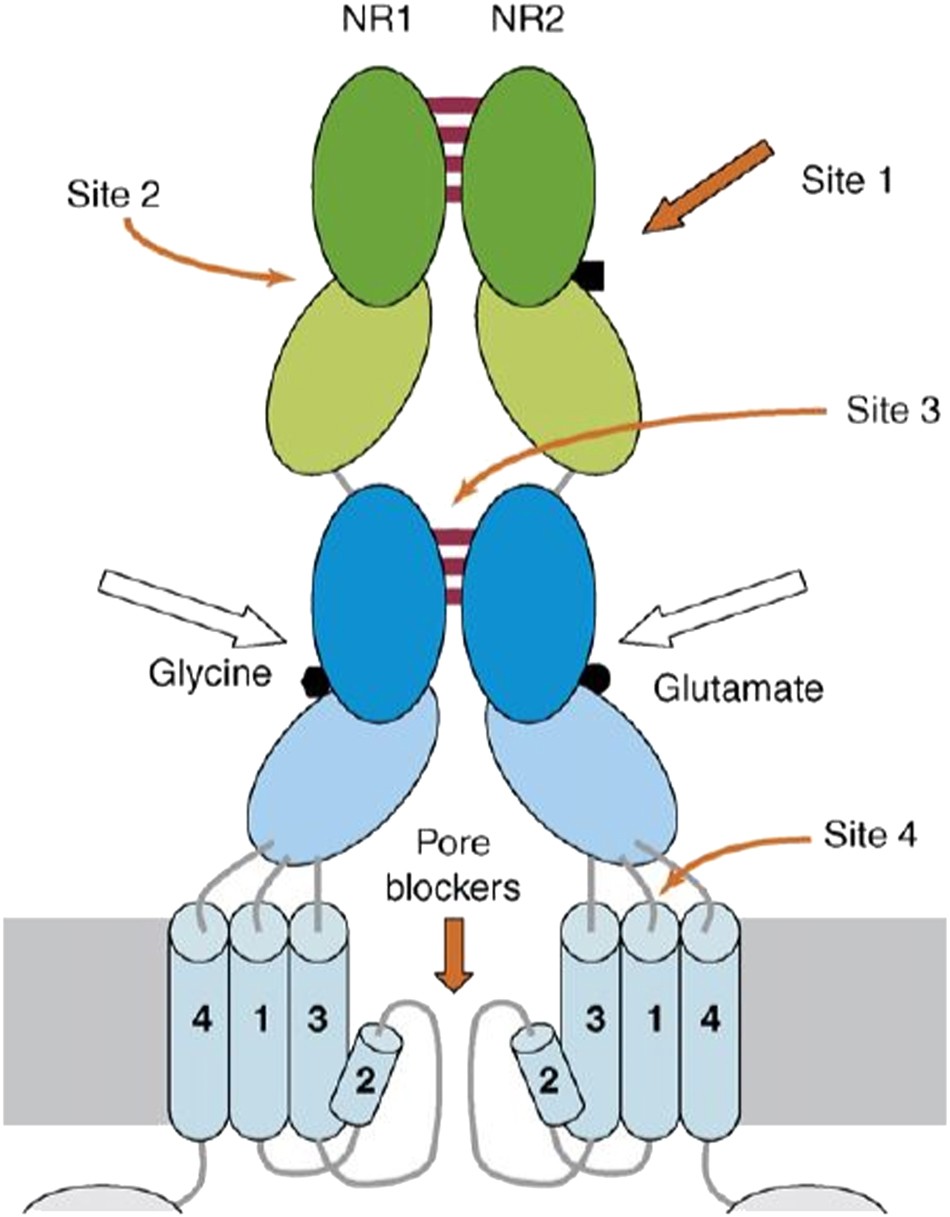 NMDA antagonists for treating the non 