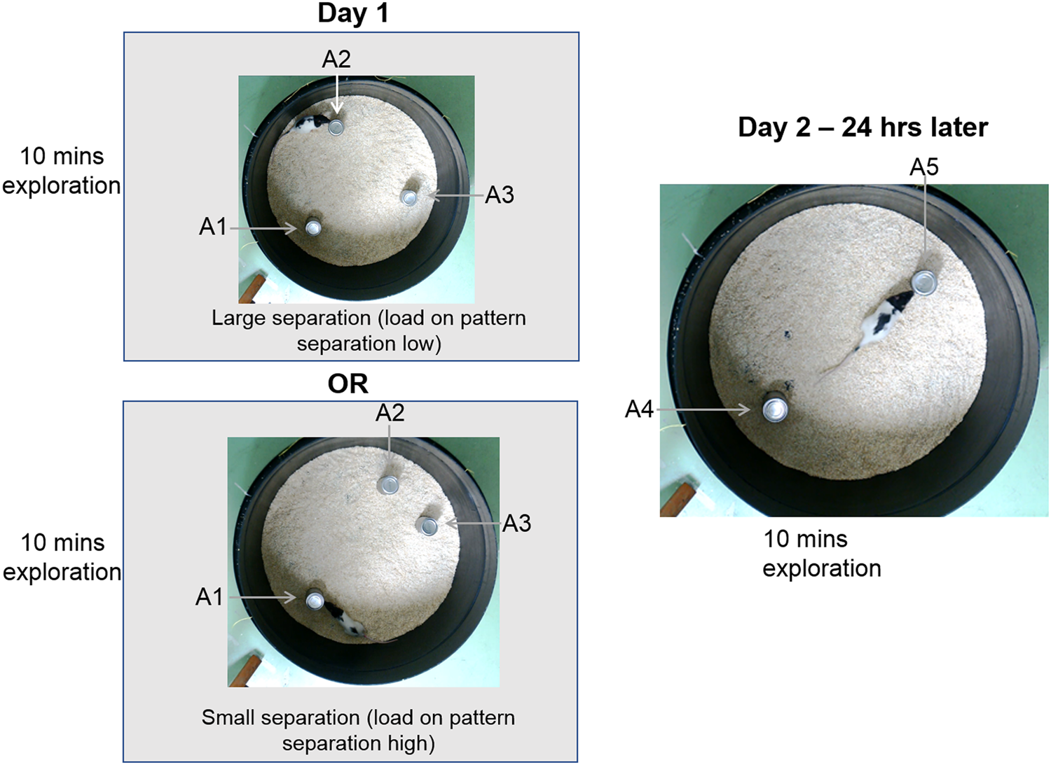 Now And Zen Lower Prenatal Stress >> Sex Specific Effects Of Pre Pubertal Stress On Hippocampal Now And Zen Lower Prenatal Stress >> Sex Specific Effects Of Pre Pubertal Stress On Hippocampal