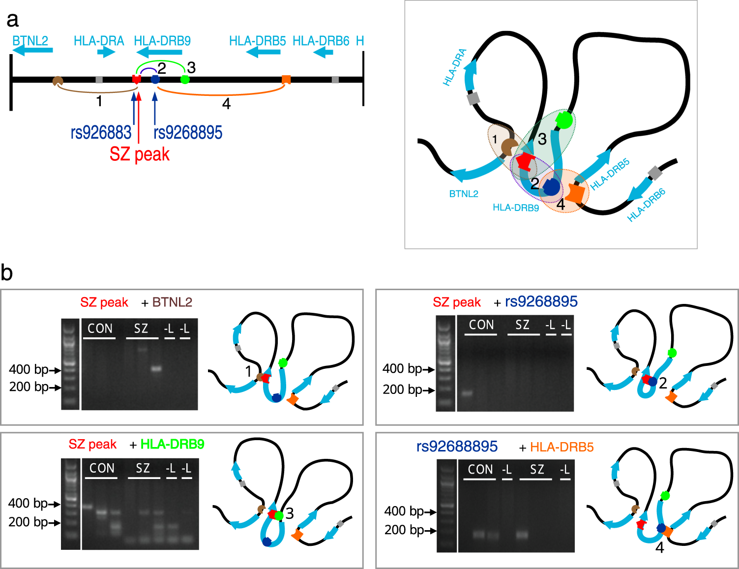 Fig. 3: Putative looping interactions in the HLA-DRB9 locus.