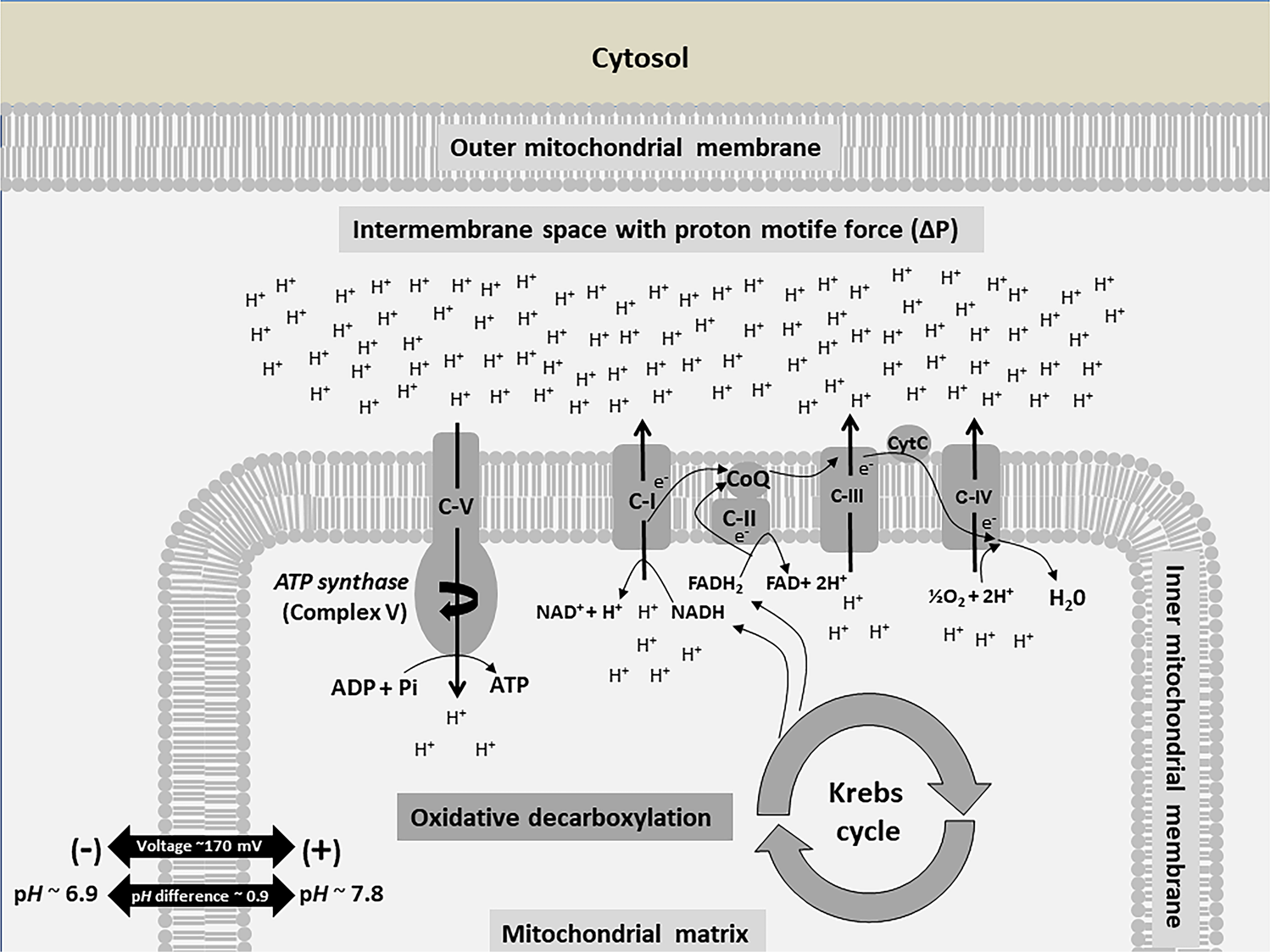 Depression Mitochondrial Bioenergetics And Electroconvulsive Therapy A New Approach Towards Personalized Medicine In Psychiatric Treatment A Short Review And Current Perspective Translational Psychiatry Depression Mitochondrial Bioenergetics And Electroconvulsive Therapy A New Approach Towards Personalized Medicine In Psychiatric Treatment A Short Review And Current Perspective Translational Psychiatry