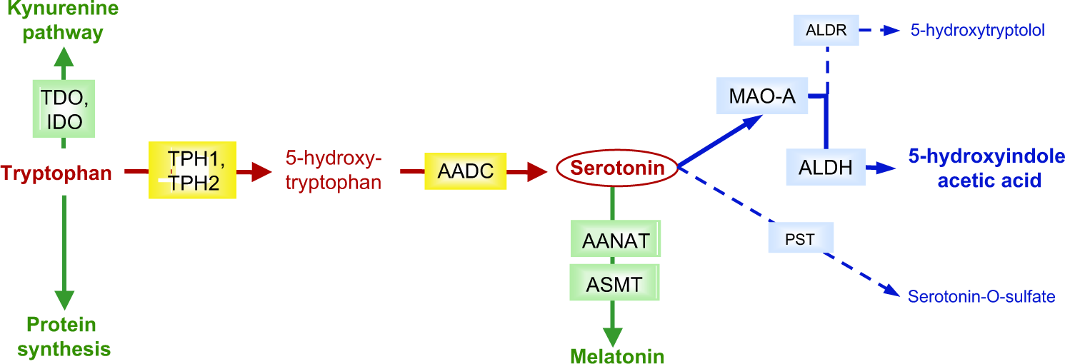 methylation glutathione deficiency Glutathione Deficiency Symptoms: Is Poor Sleep Just the Beginning? |  Cardiology & Neurology Specialists located in Queens, Forest Hills and  Brighton Beach, Brooklyn, NY