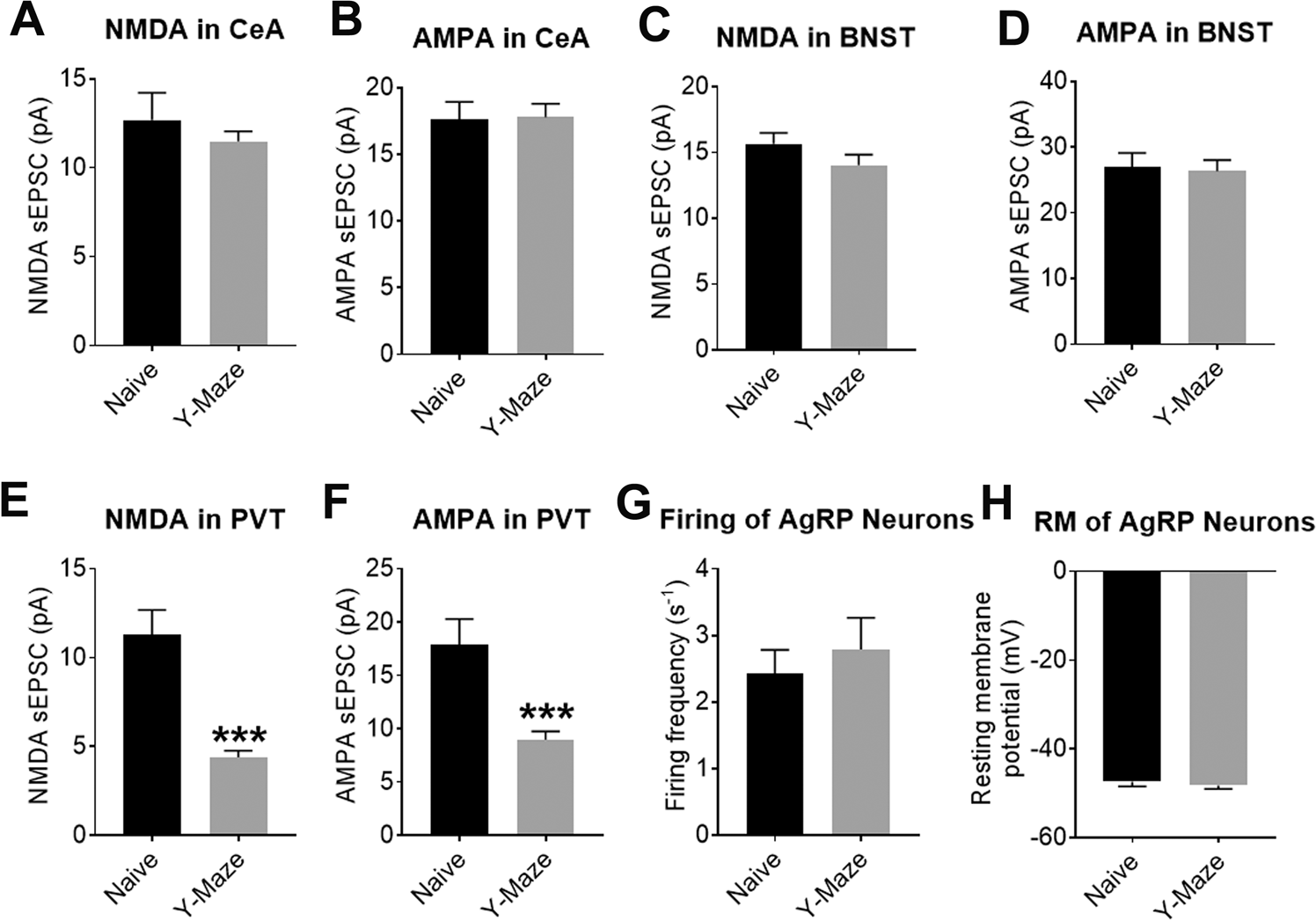 Fig. 5: Y-maze conditioning induced neural plasticity in AgRP-innervated PVT neurons.