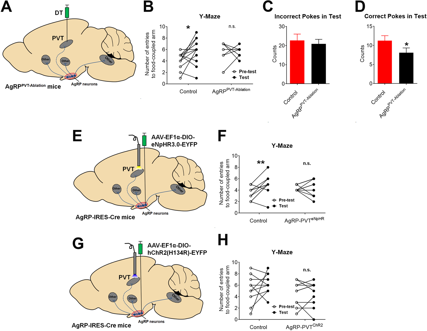Fig. 6: The AgRP→ PVT circuit regulates food seeking.