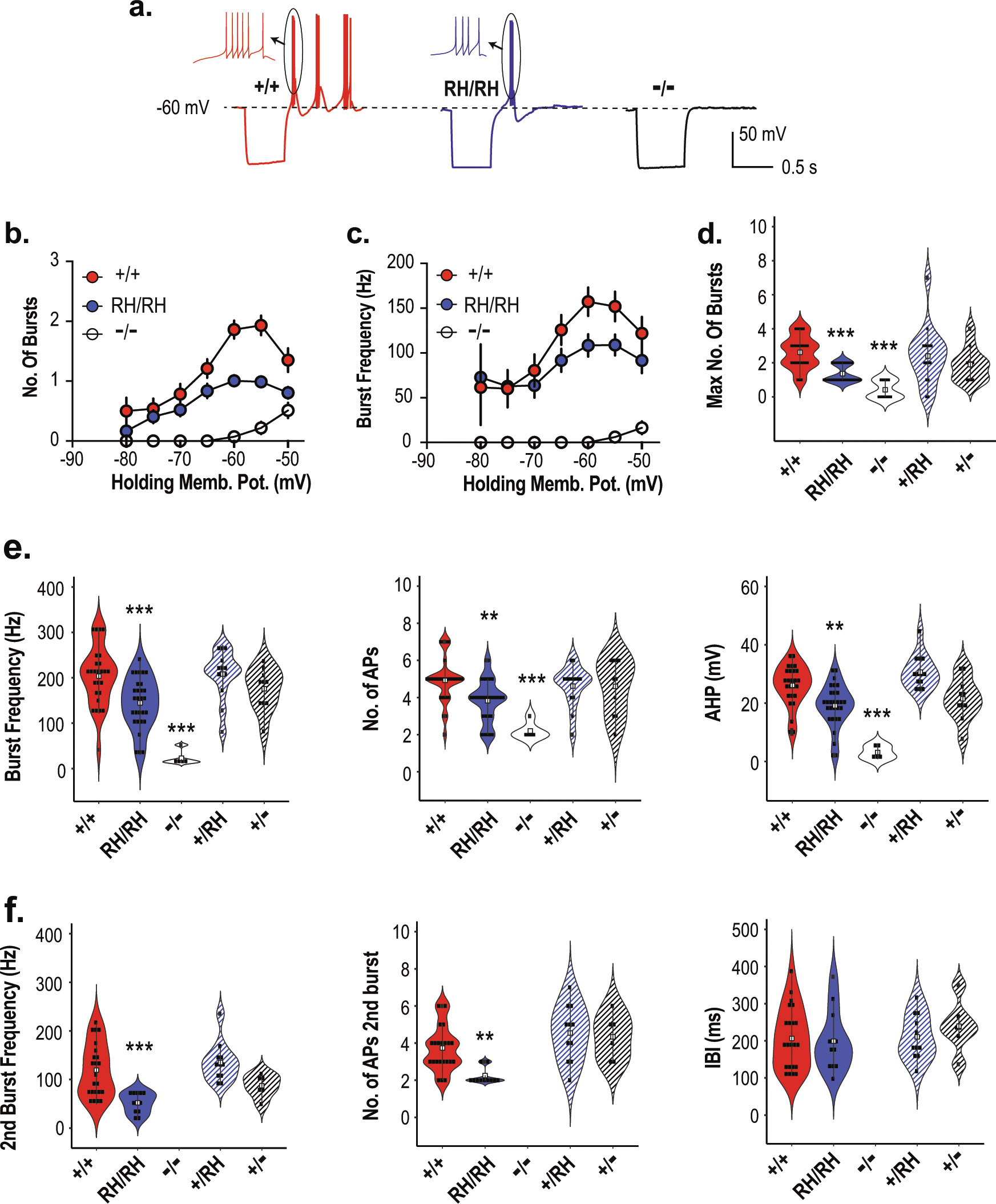 Fig. 3: Reduction of rebound bursting in the Cacna1iRH/RH and Cacna1i−/− TRN neurons.