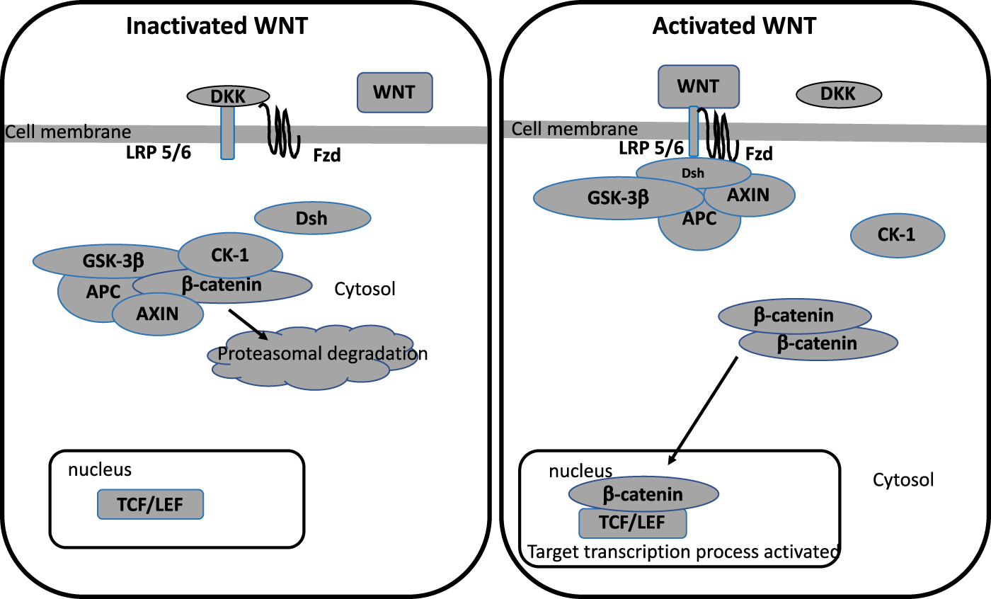 Lithium: a potential therapeutic strategy in obsessive–compulsive disorder by targeting the canonical WNT/β pathway | Translational Psychiatry