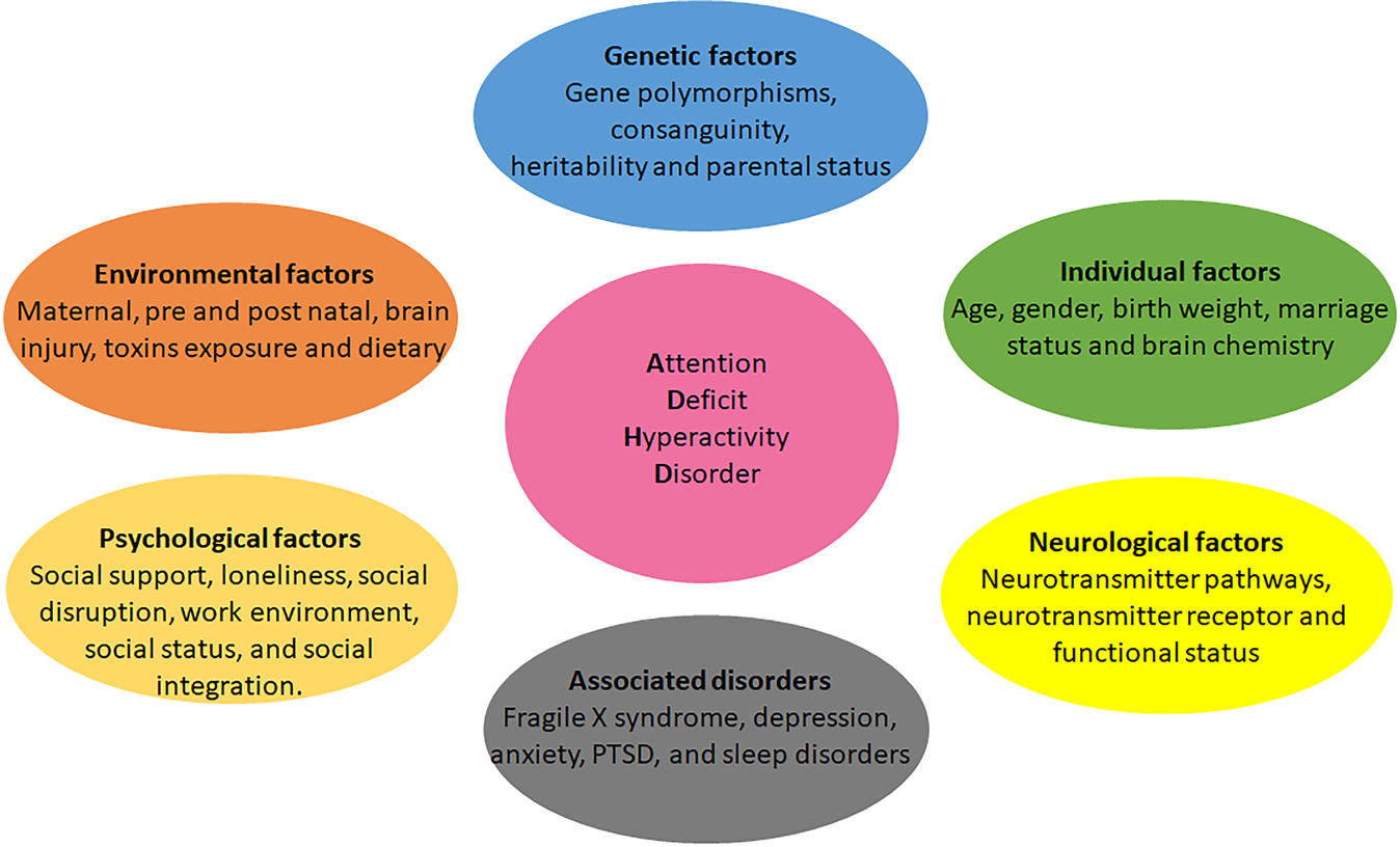 Genetic variations influence brain changes in patients with  attention-deficit hyperactivity disorder