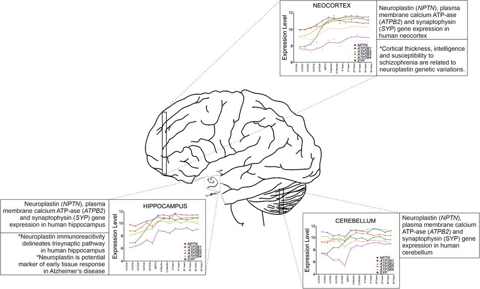 Neuroplastin In Human Cognition Review Of Literature And Future Perspectives Translational Psychiatry