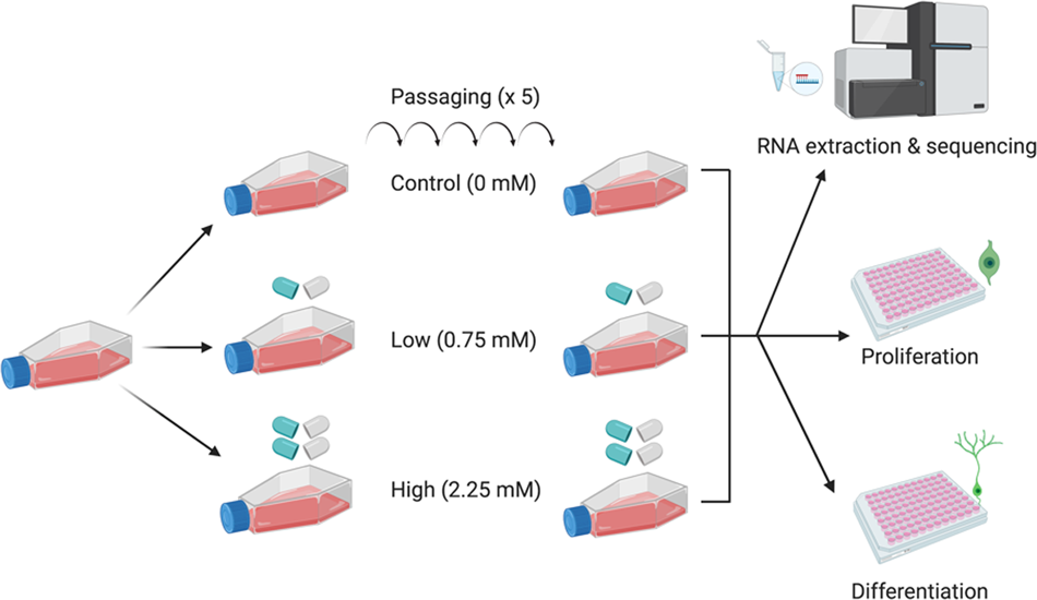 The effect of chronic lithium treatment on hippocampal progenitor cells:  Transcriptomic analysis and systems pharmacology - Jahandideh - 2023 -  Brain and Behavior - Wiley Online Library