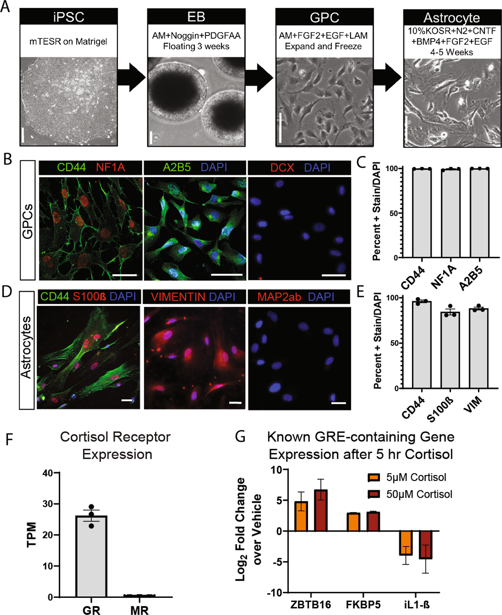 dsip and cortisol pattern Chronic differentially impacts stem cell-derived astrocytes from major depressive disorder patients Best Time to Take Vitamin D3 Injection Size:XL