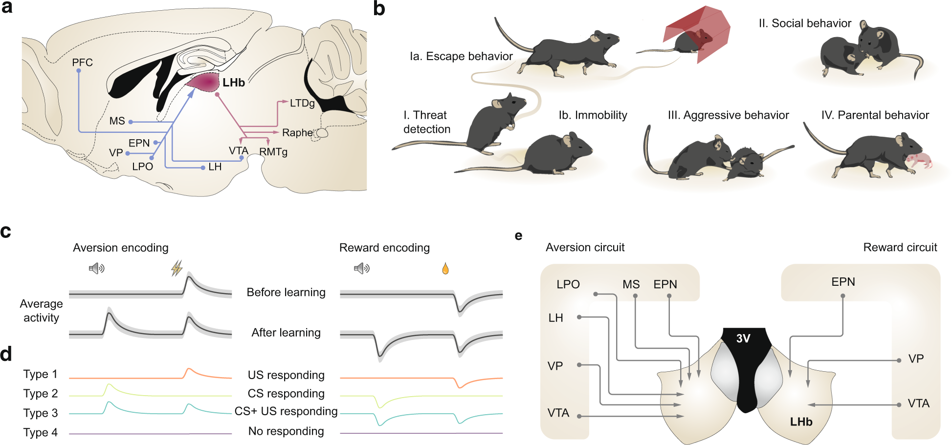 Reward and aversion encoding in the lateral habenula for innate and learned  behaviours | Translational Psychiatry