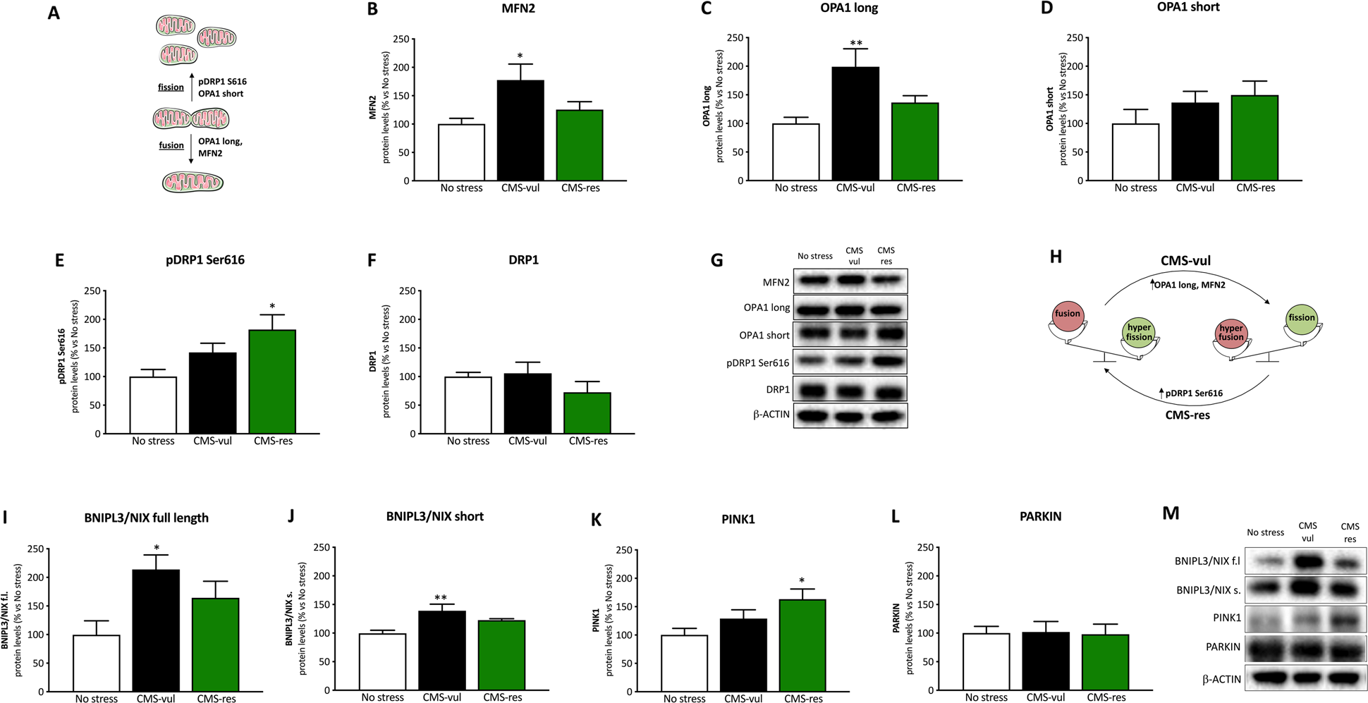 Fig. 5: Analysis of fusion, fission and mitophagy markers in the vHip of vulnerable and resilient animals to CMS.