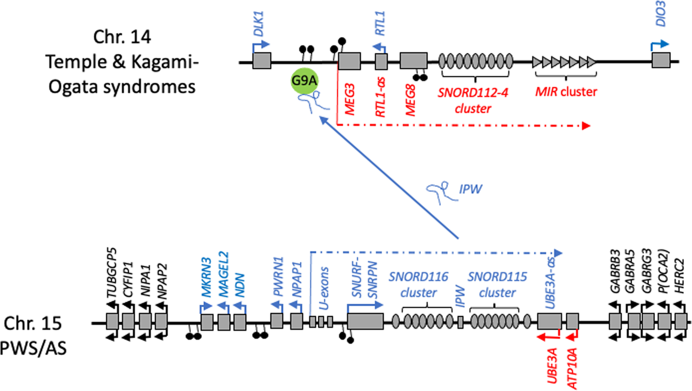 PDF) Hypothalamic loss of Snord116 recapitulates the hyperphagia