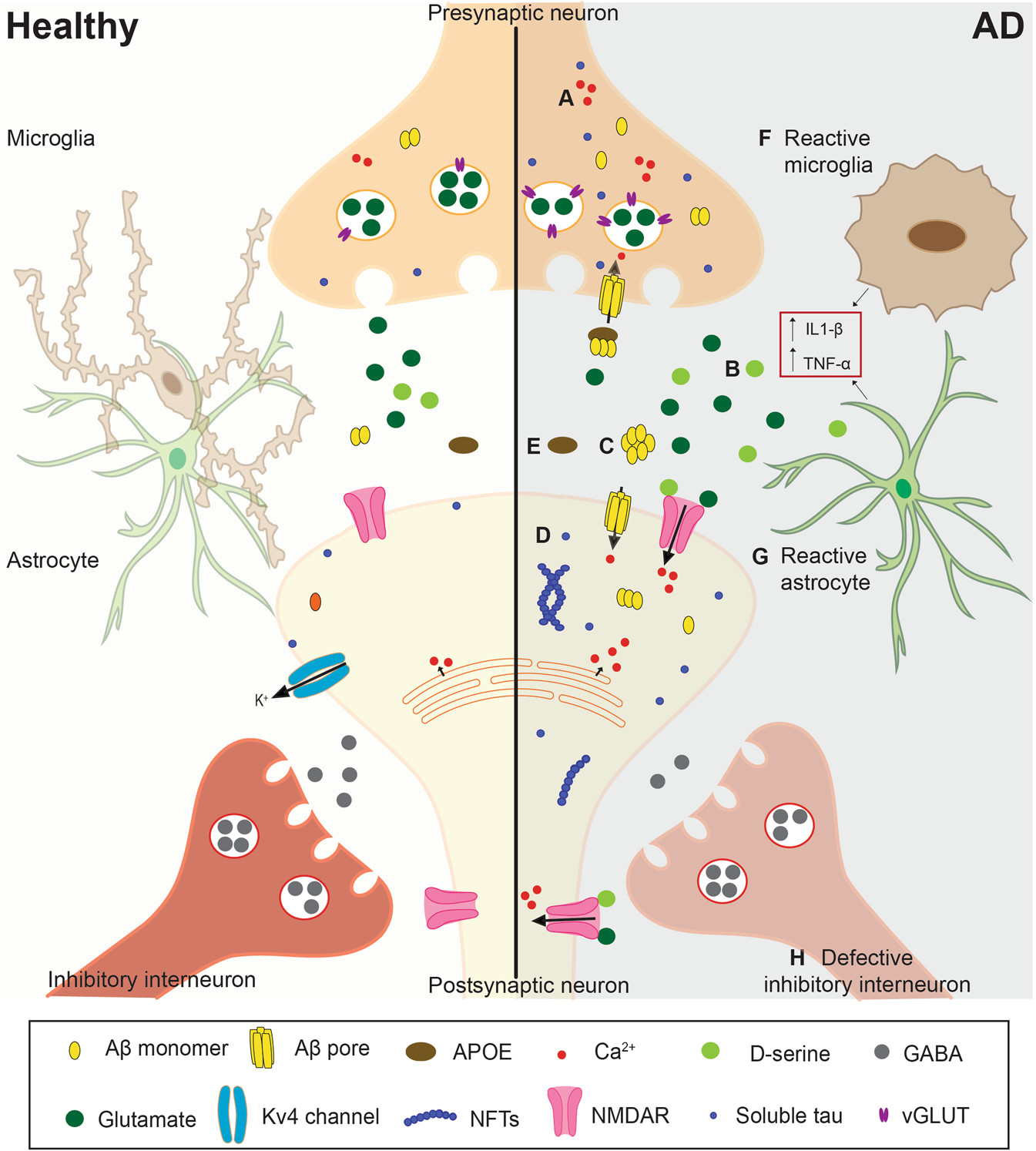 Neuronal hyperexcitability in Alzheimer's disease: what are the drivers  behind this aberrant phenotype? | Translational Psychiatry