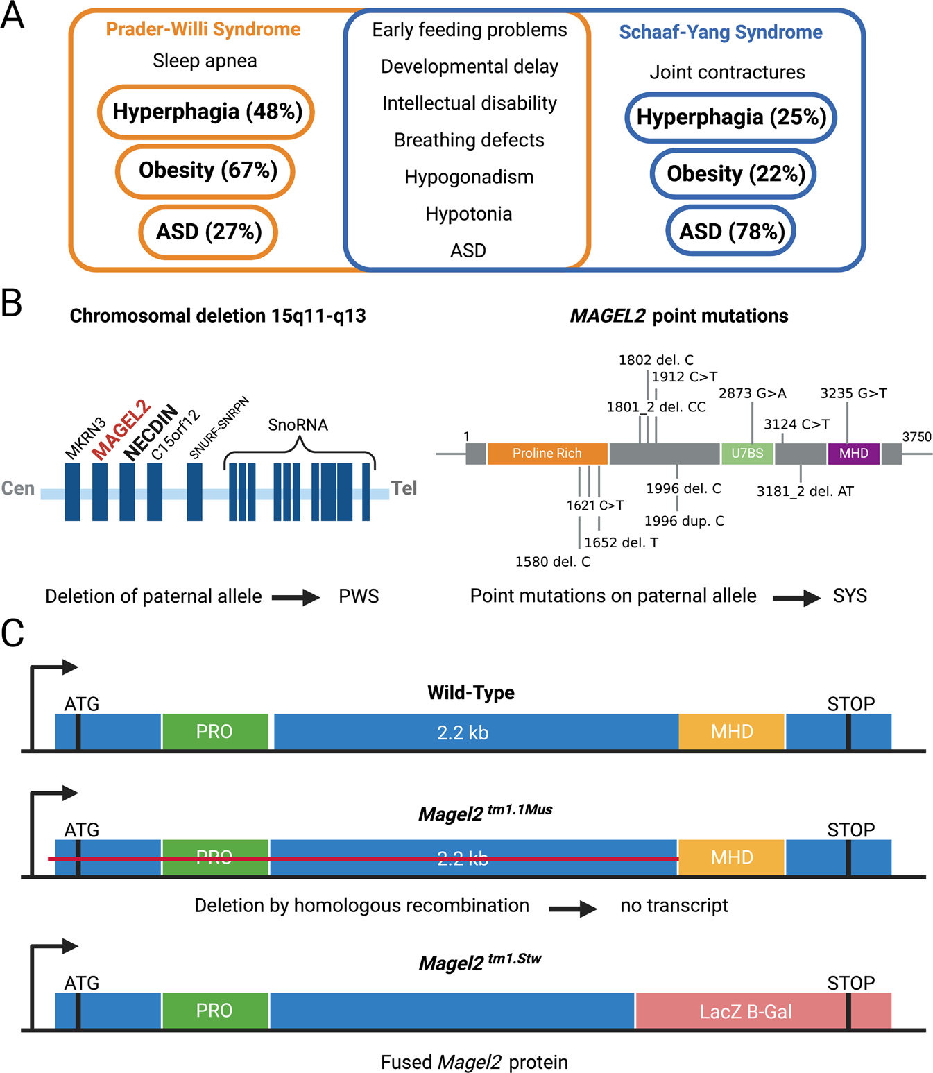 PDF) Hypothalamic loss of Snord116 recapitulates the hyperphagia