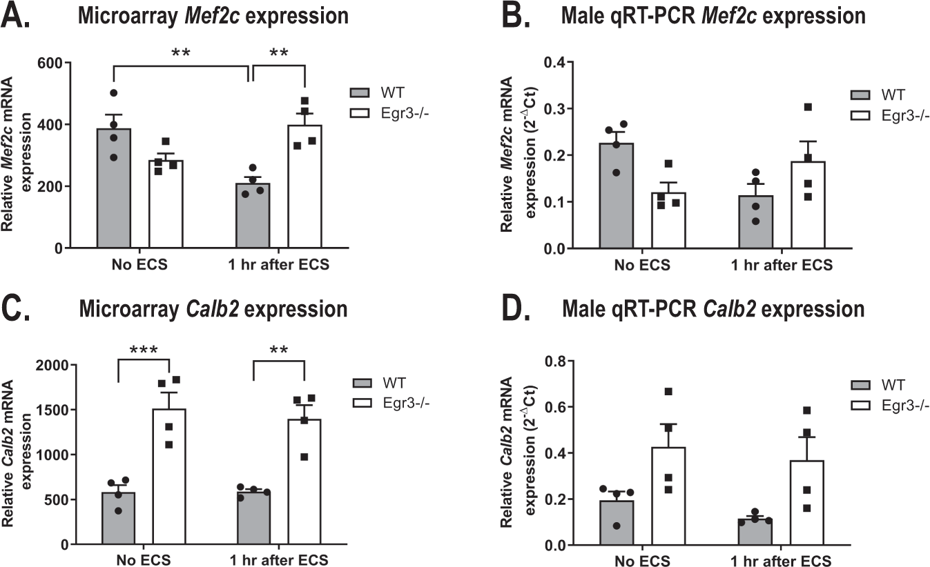 Fig. 5: Mef2c and Calb2 display unique patterns of regulation.