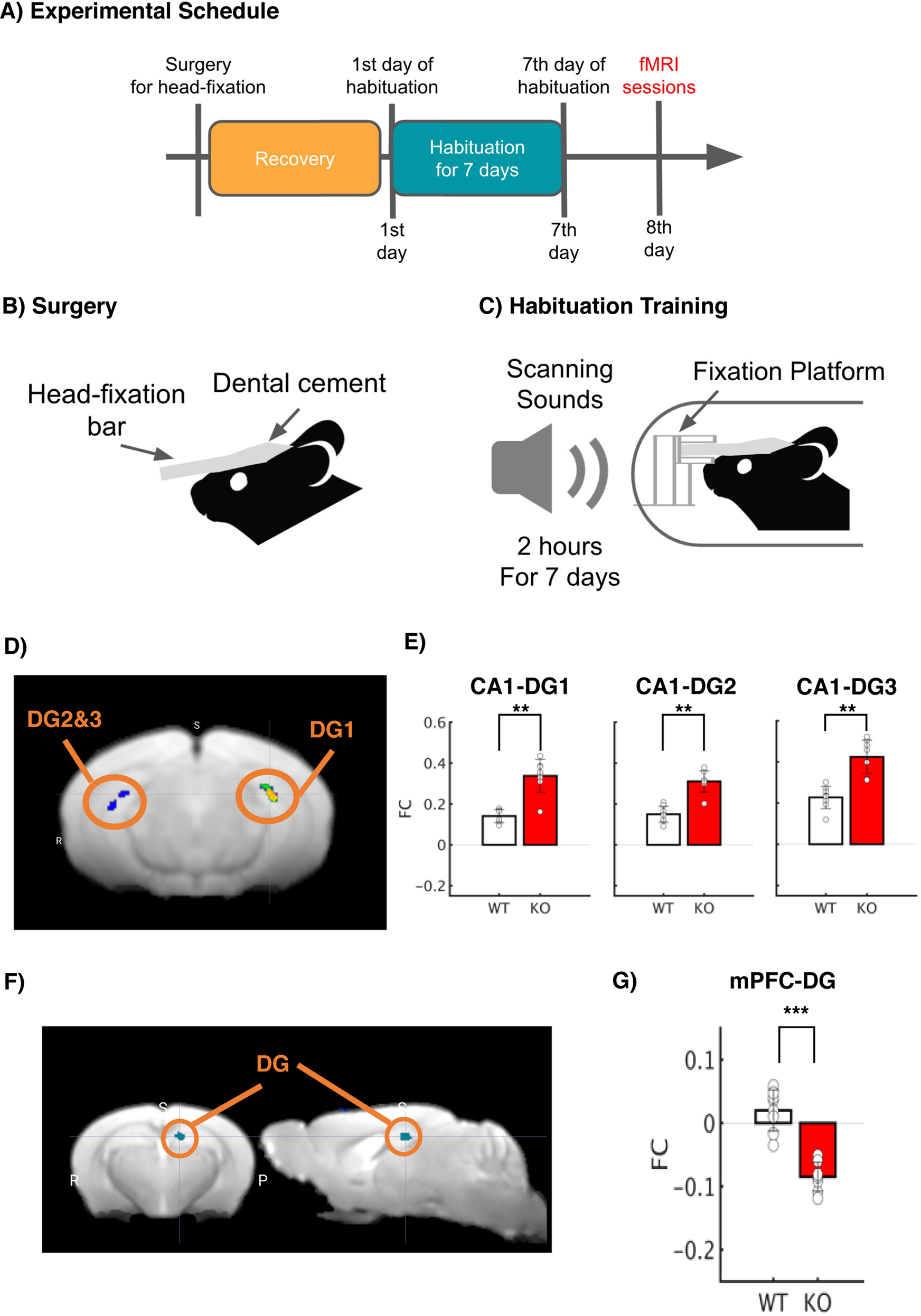 Fig. 2: Deletion of Tob alters brain functional connectivity.