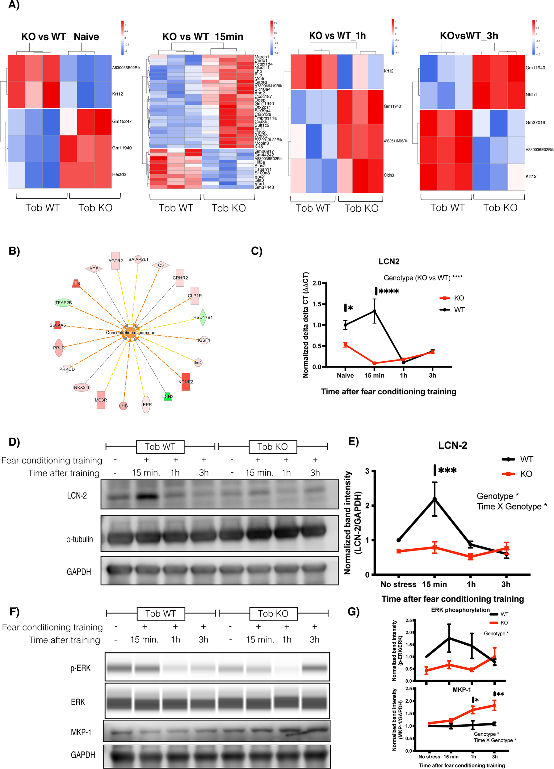 Fig. 5: Abnormal transient transcriptional profile in hippocampus of Tob-KO mice and suppressed stress-induced LCN2 expression induced after fear conditioning training.
