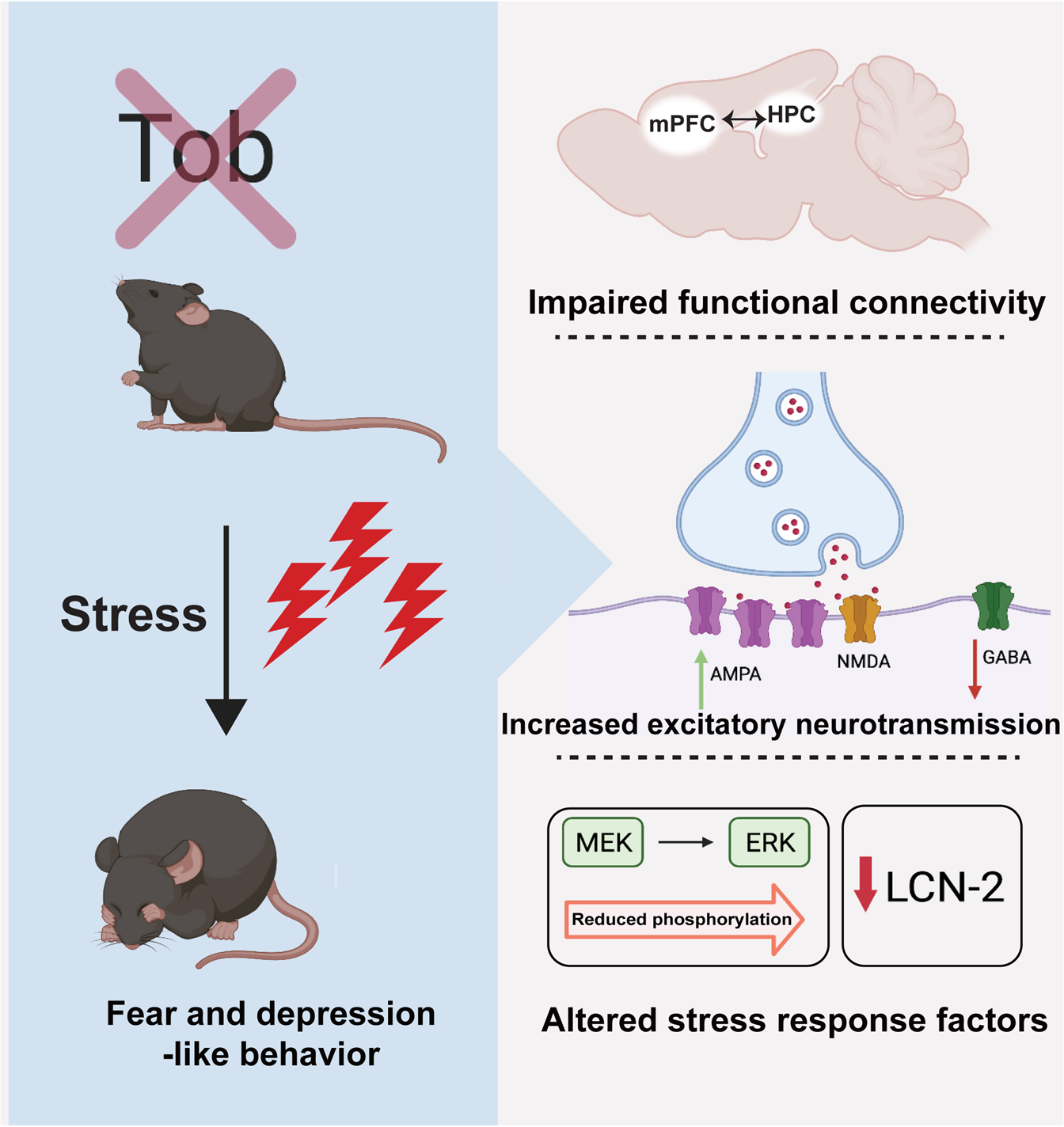 Fig. 6: Summary showing the role of TOB in hippocampus-mediated stress response.