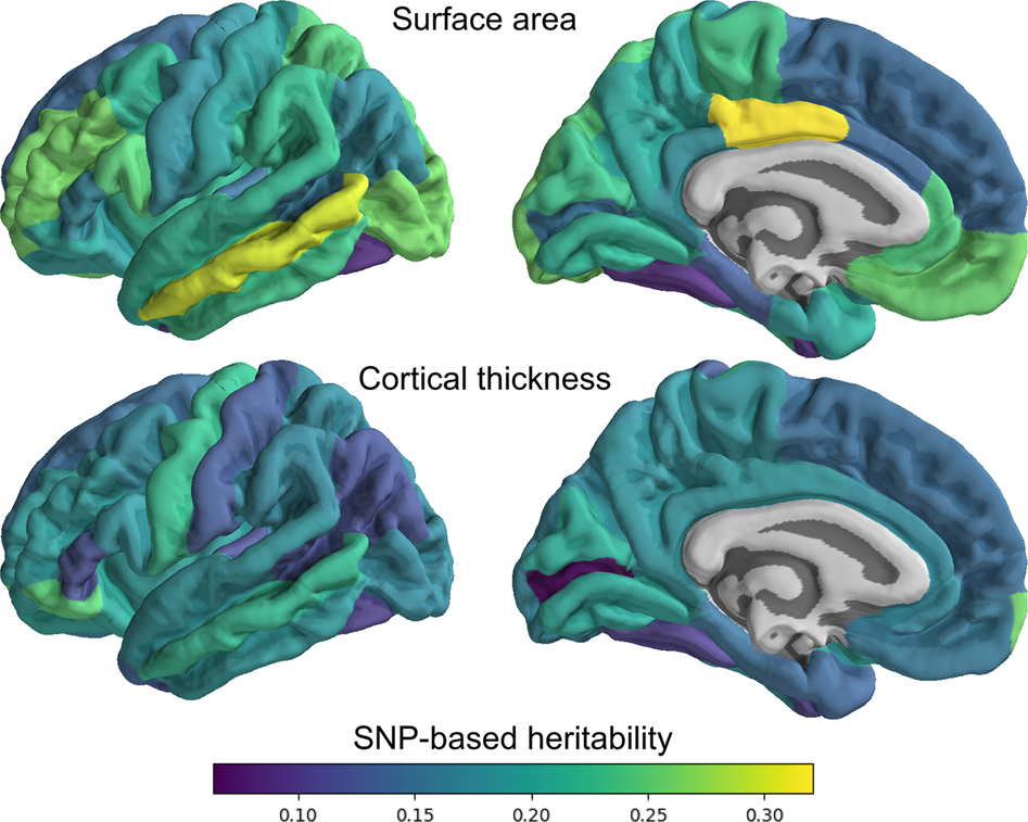 The genetic architecture of the human cerebral cortex