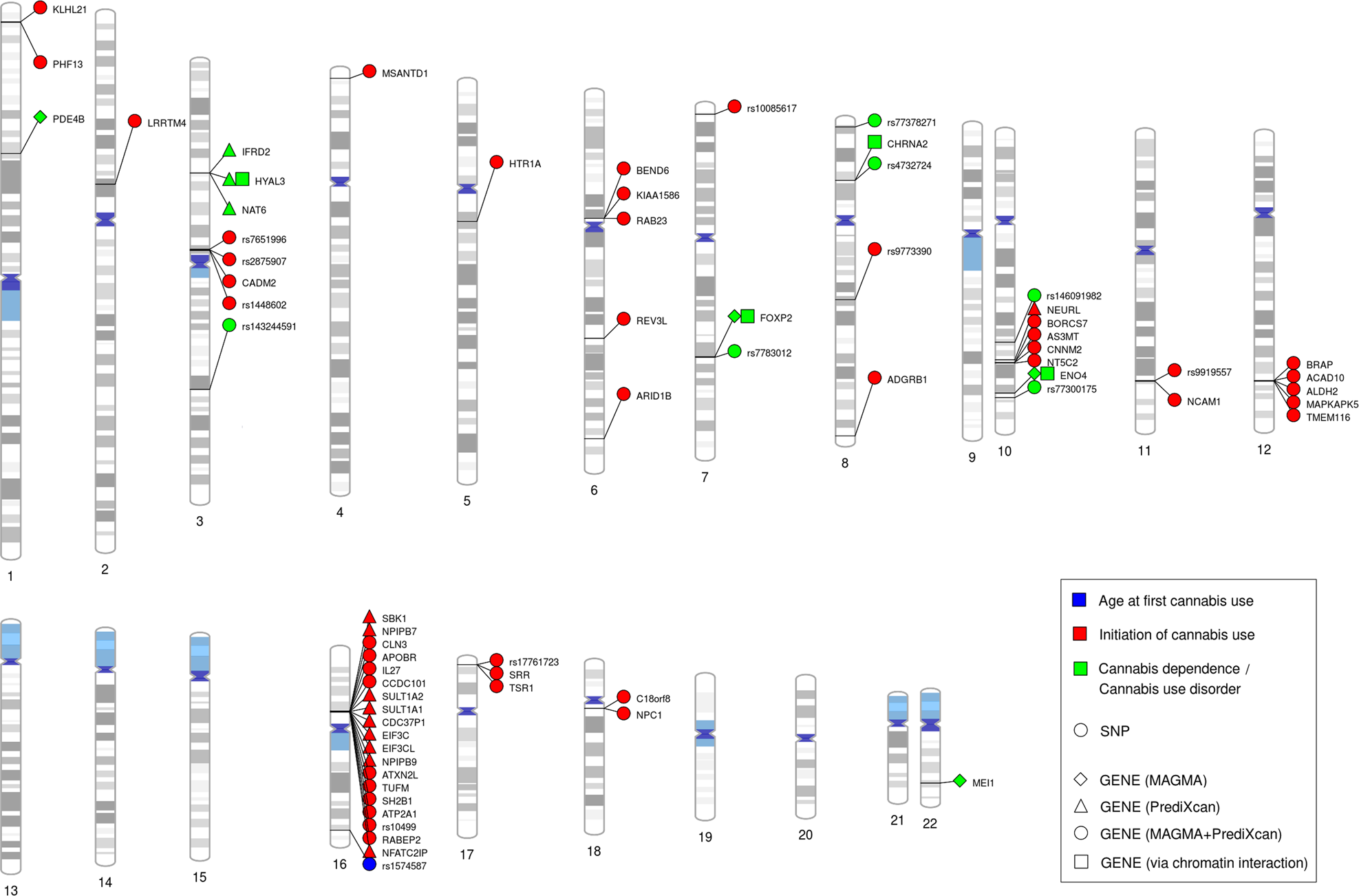 Fig. 1: Genomic locations of the identified genome-wide significant SNPs and genes.