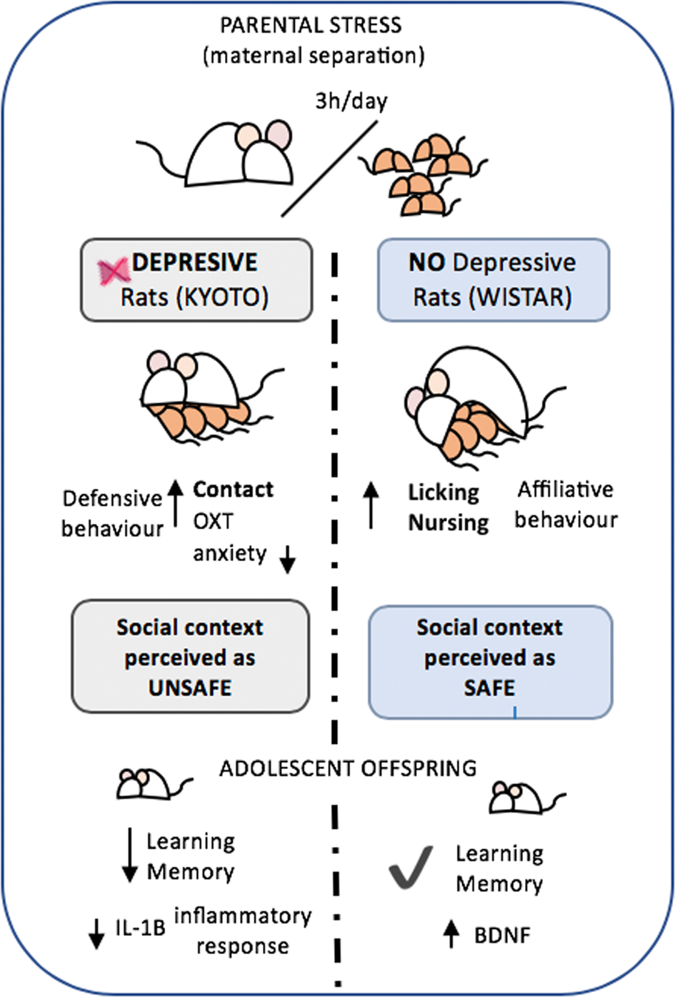PDF) Differential attachment responses of male and female infants to  frightening maternal behavior: Tend or befriend versus fight or flight?