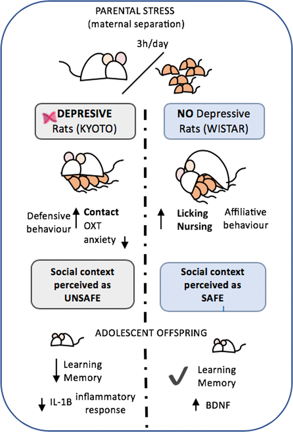 Maternal stress and vulnerability to depression coping and maternal care strategies and its consequences on adolescent offspring Translational Psychiatry