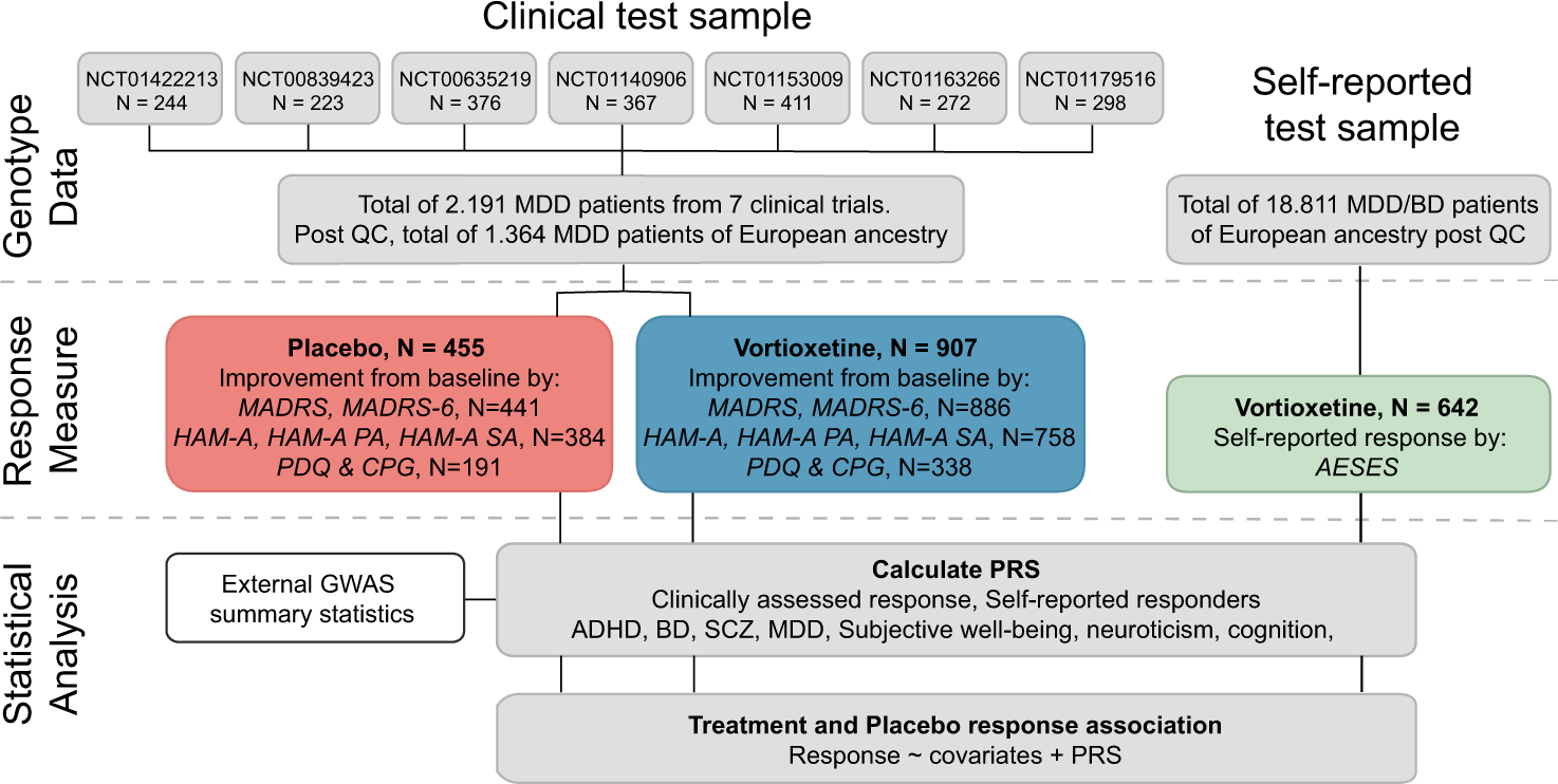 Polygenic heterogeneity in antidepressant treatment and placebo response