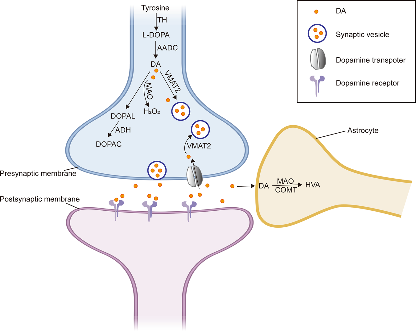 The interplay of dopamine metabolism abnormalities and