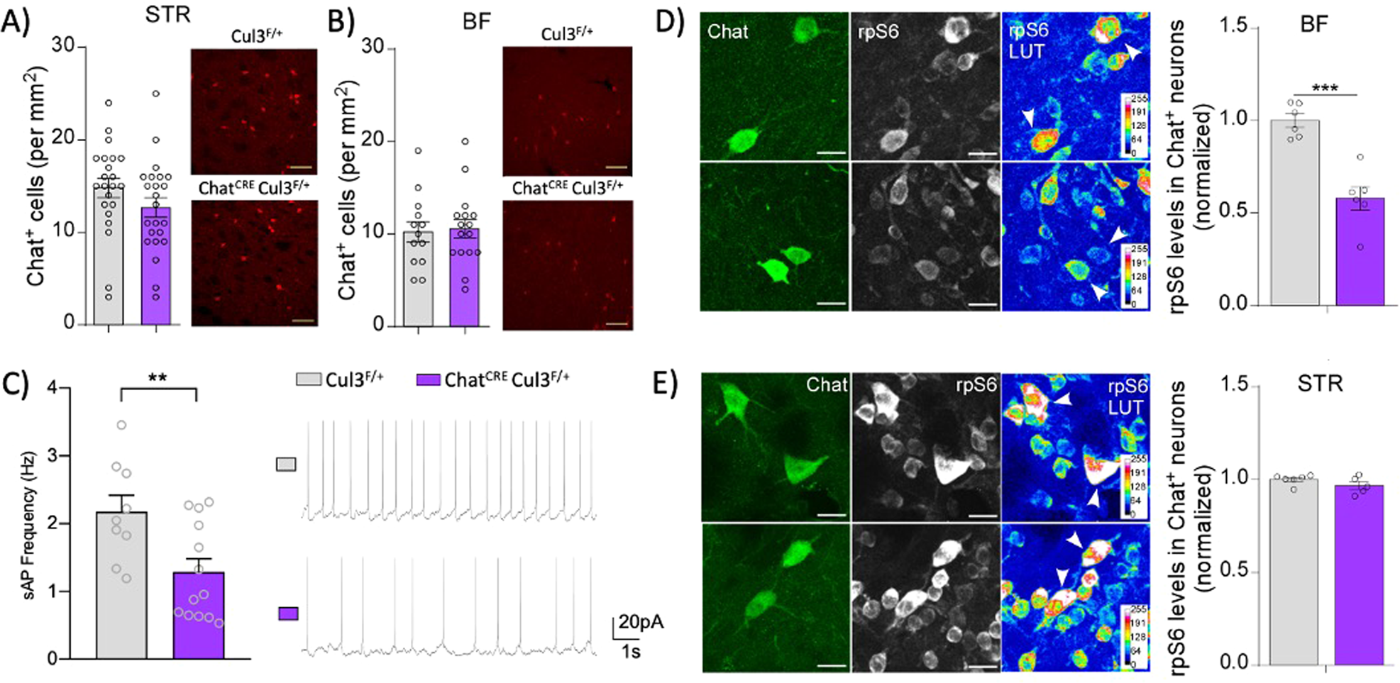 Fig. 3: Reduced activity of BF cholinergic neurons by Cul3 ablation.