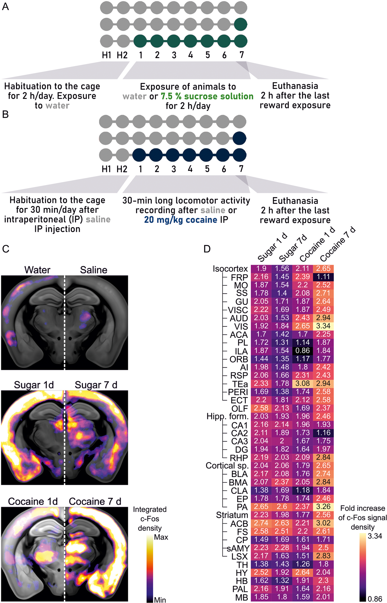 Whole-brain tracking of cocaine and sugar rewards processing