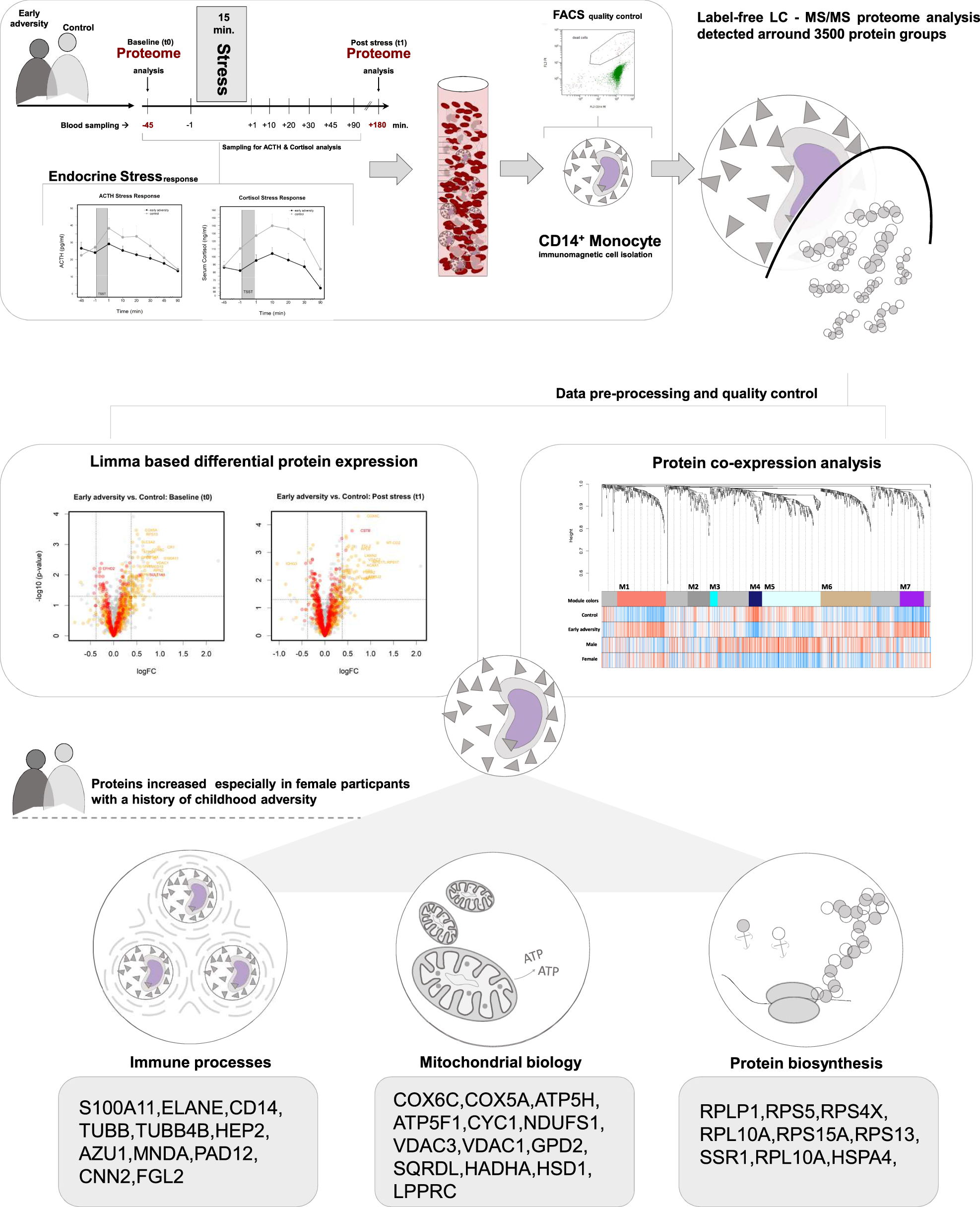 Proteome analysis of monocytes implicates altered mitochondrial biology in  adults reporting adverse childhood experiences | Translational Psychiatry