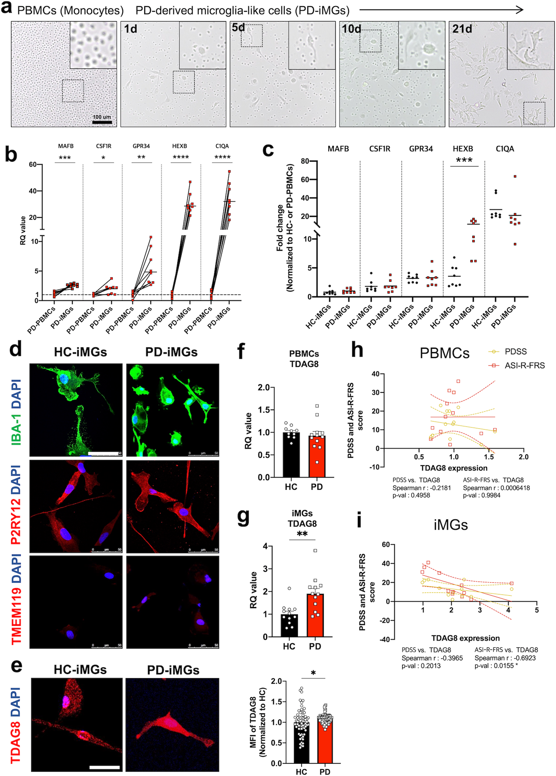 Fig. 1: The validation of generating iMGs derived from PD patients and TDAG8 expression.