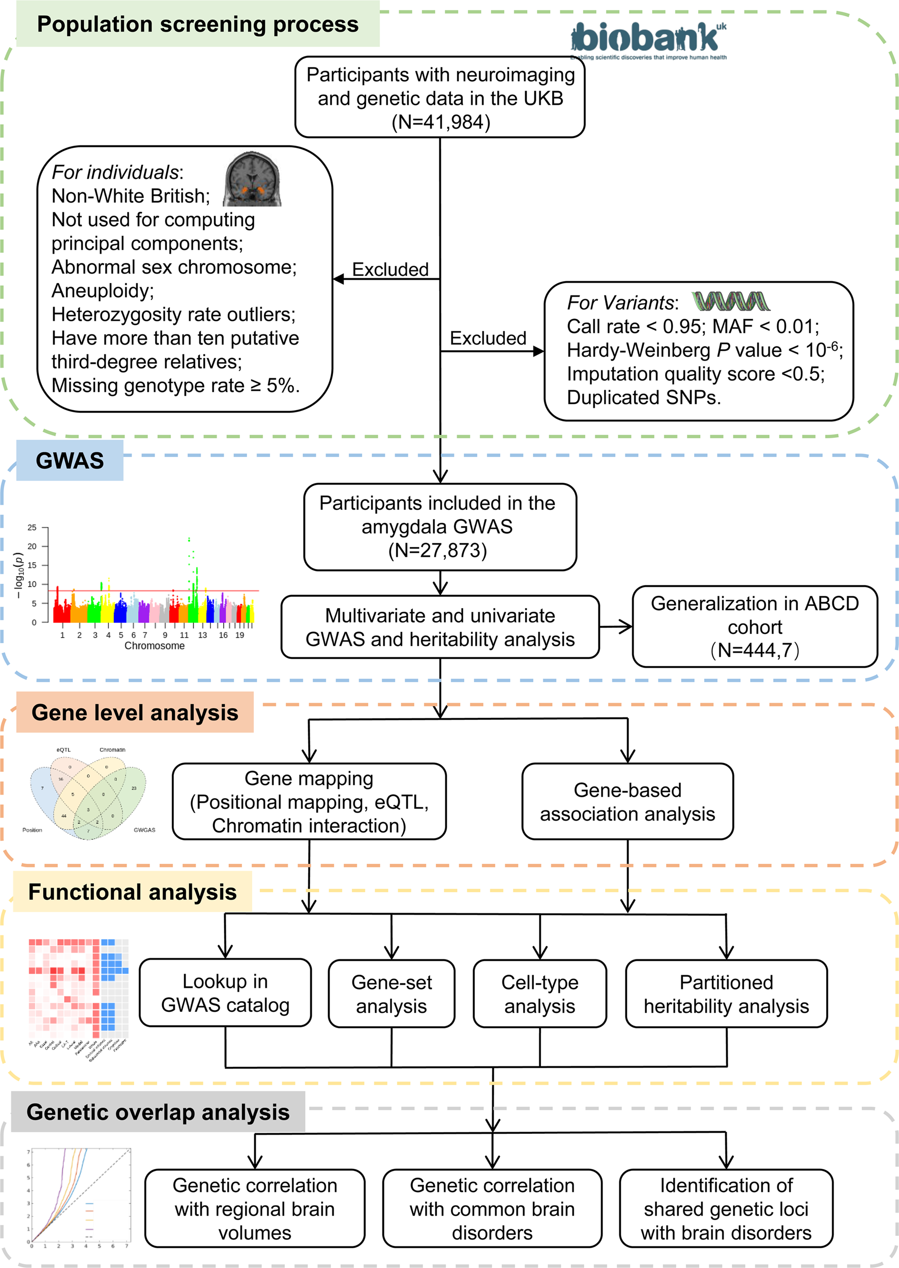 The genetic architecture of the human cerebral cortex