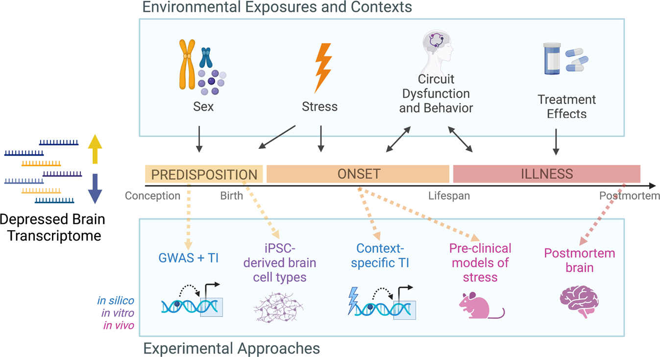 Brain aging in major depressive disorder: results from the ENIGMA