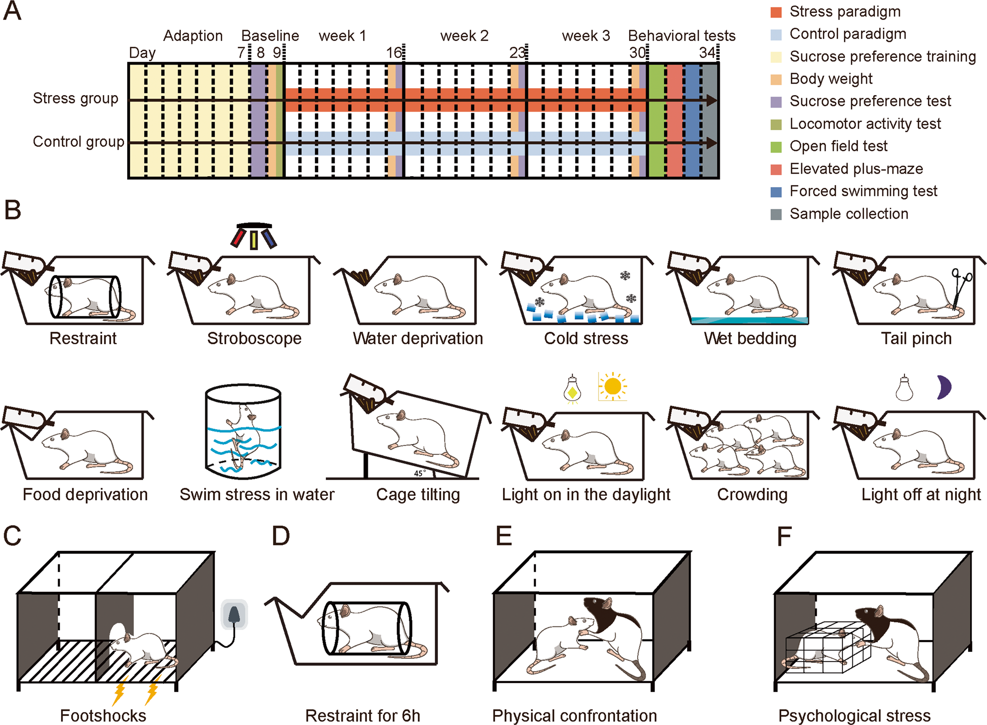 Fig. 1: Procedure for the four depression models protocol.