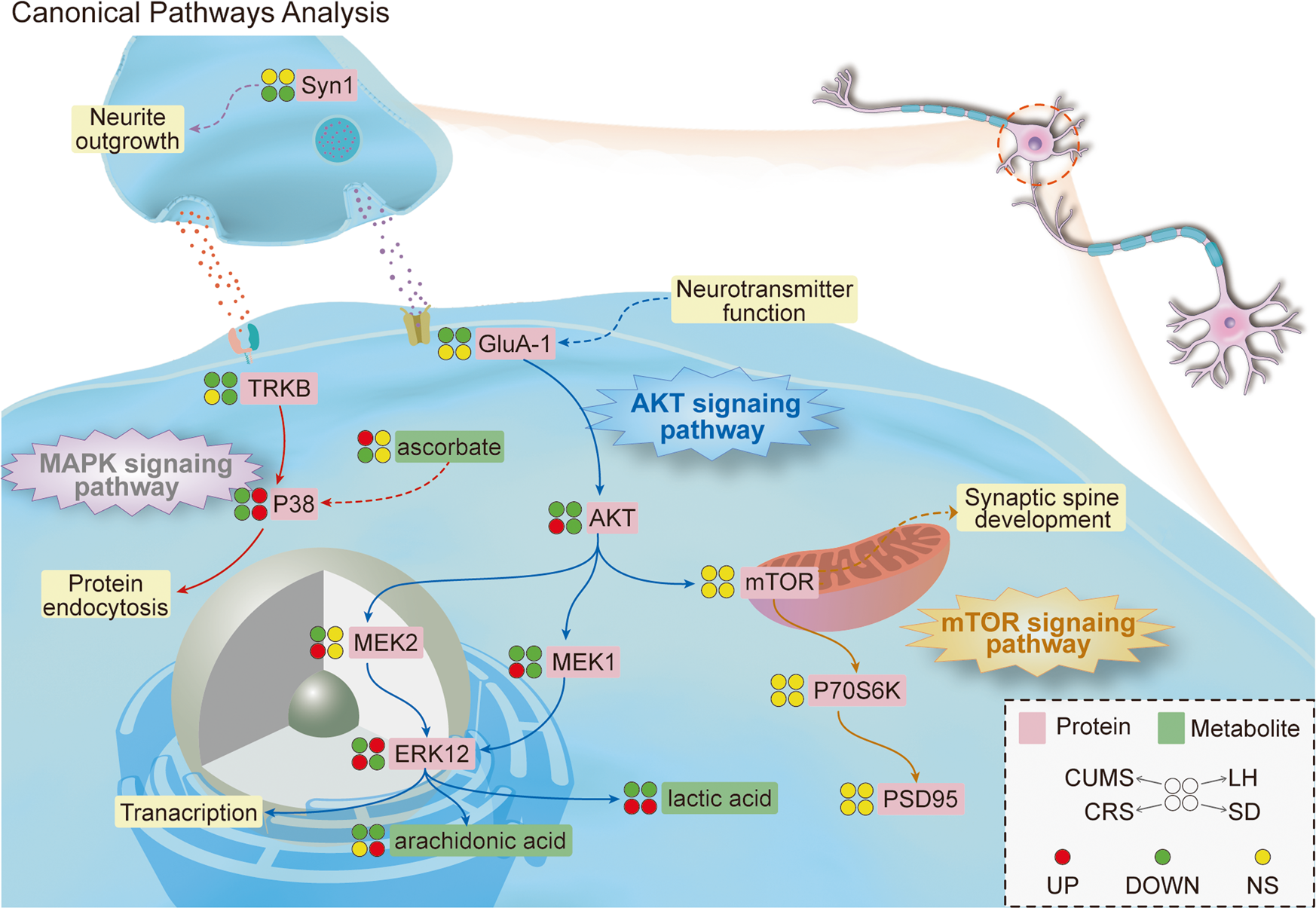 Fig. 5: The significantly altered proteins and metabolites in each model were poured into Ingenuity Pathways Analysis (IPA) analysis to find typical pathways and validate key proteins.