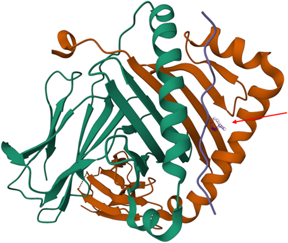 Fig. 5: Graphical representation of the peptide binding groove of the HLA DQ heavy chain.