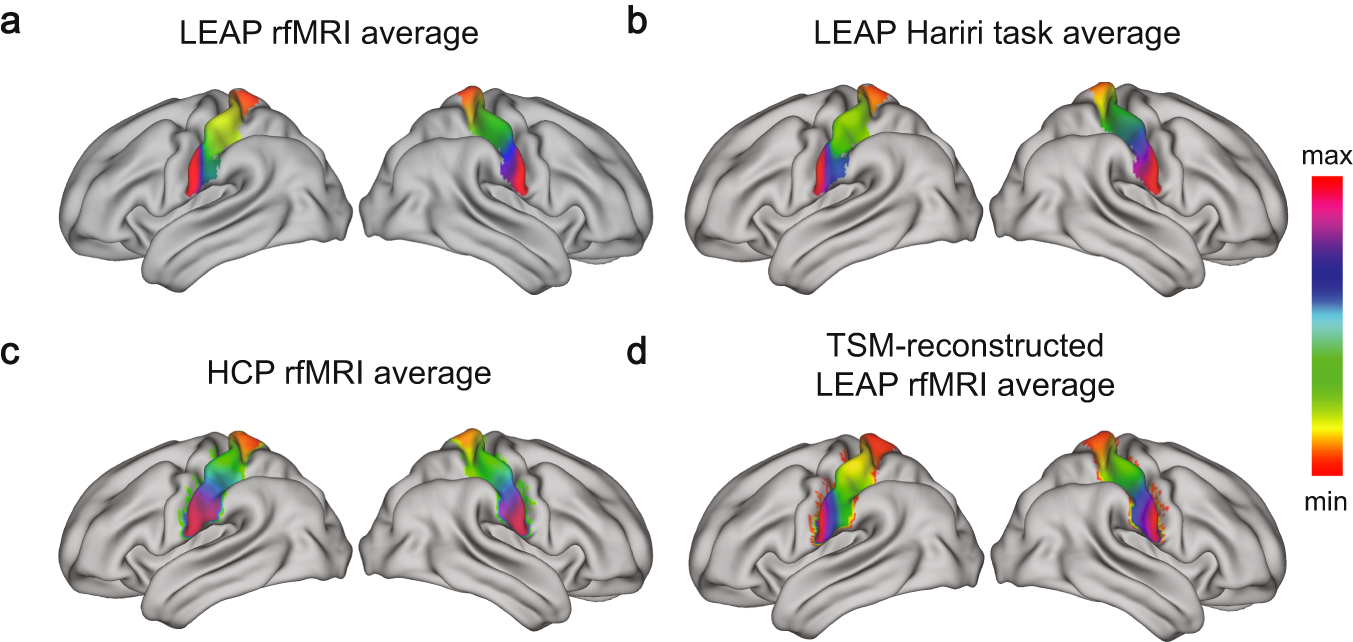 Fig. 1: Somatosensory connectopies in LEAP and HCP datasets.