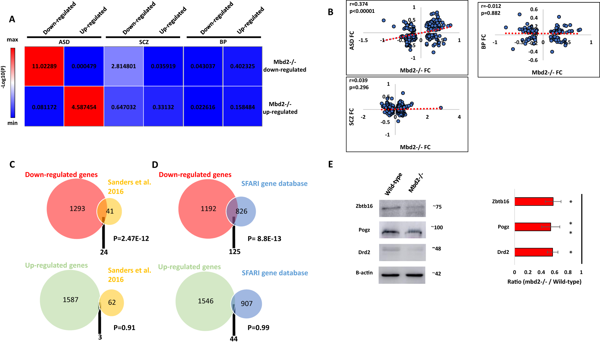 Fig. 4: Overlap between Mbd2−/− mice hippocampal transcriptome, human brain transcriptomes in psychiatric disorders and ASD-risk genes.