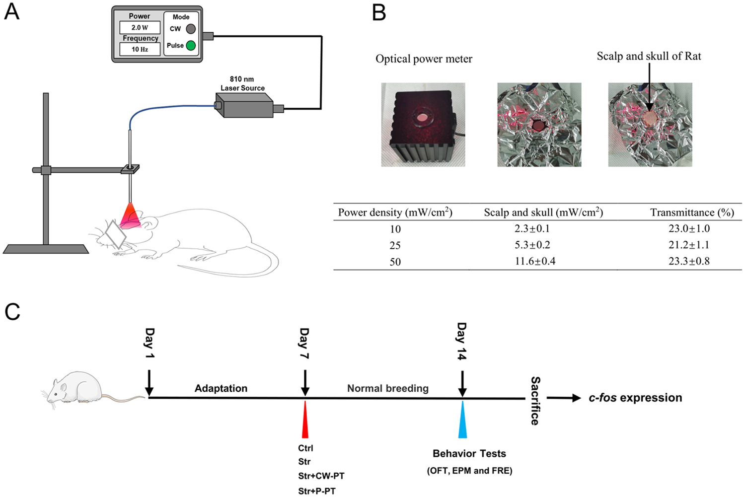 Fig. 1: The detailed procedure for applying phototherapy on rats.