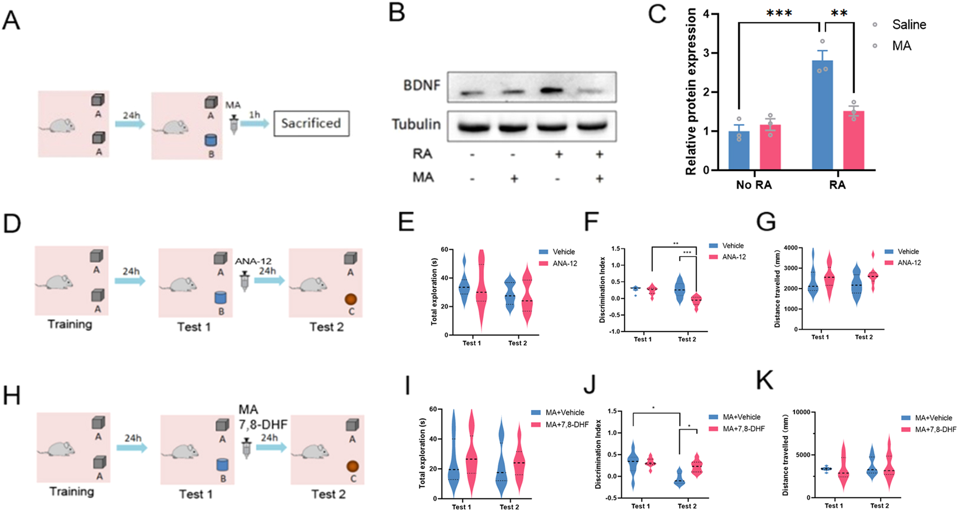 Fig. 2: FTO mediated the BDNF-TrkB pathway in NOR memory reconsolidation.