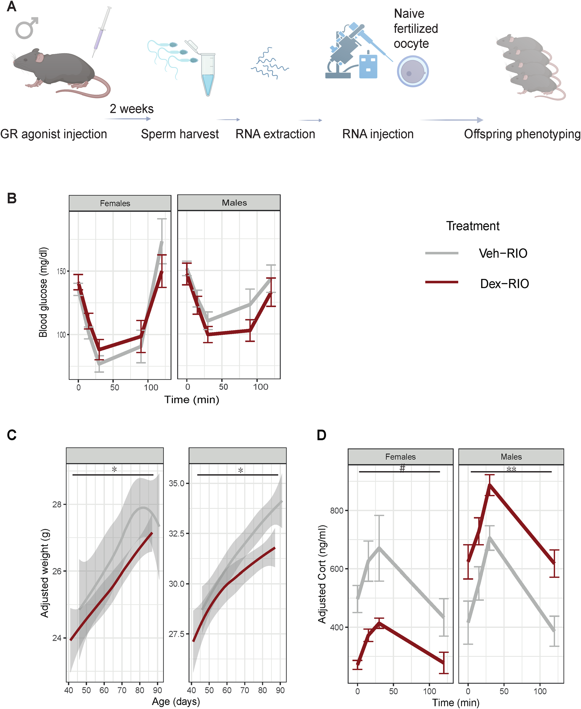 Sperm chromatin accessibilitys involvement in the intergenerational  effects of stress hormone receptor activation | Translational Psychiatry