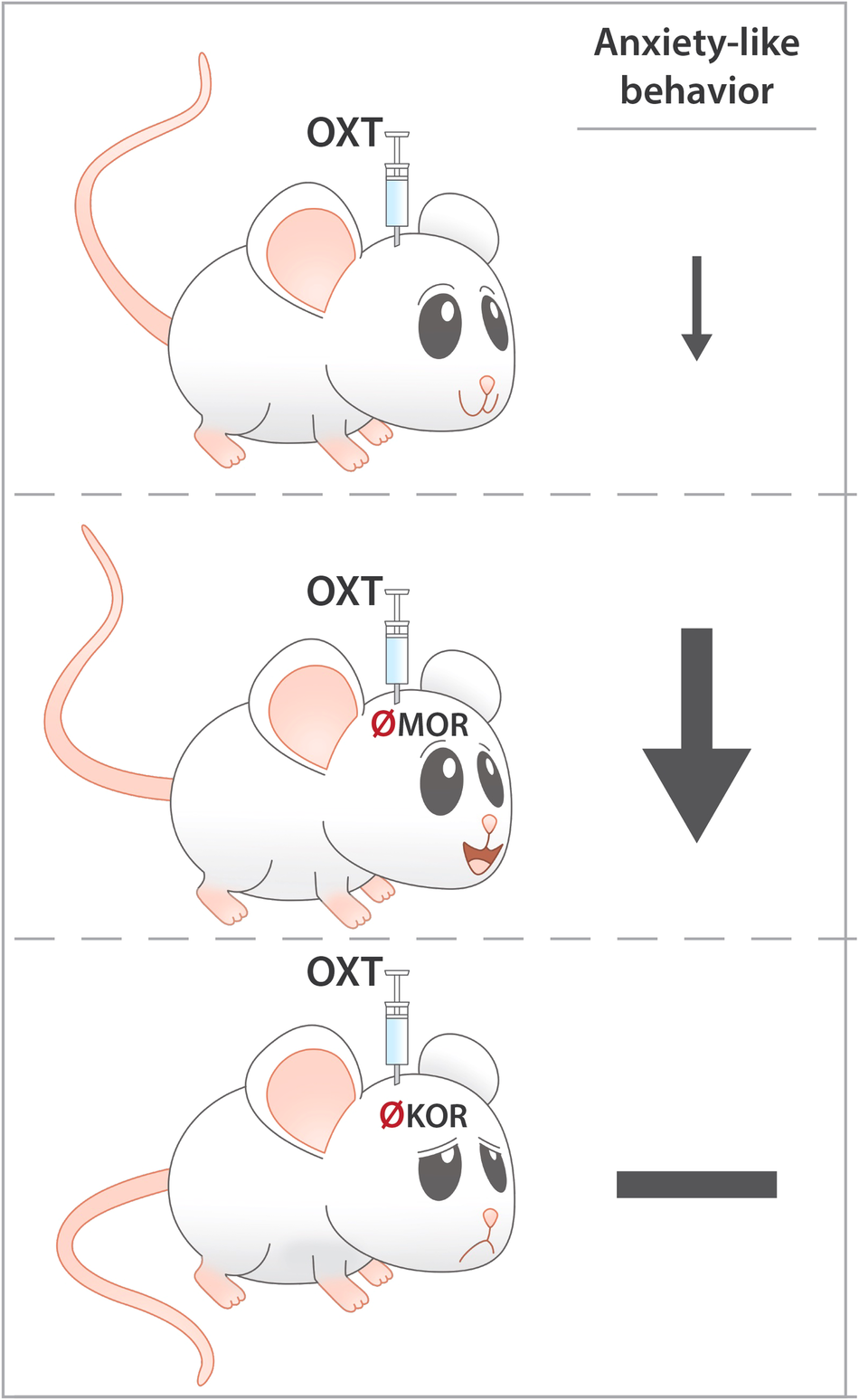 µ-Opioid receptor antagonism facilitates the anxiolytic-like effect of  oxytocin in mice | Translational Psychiatry