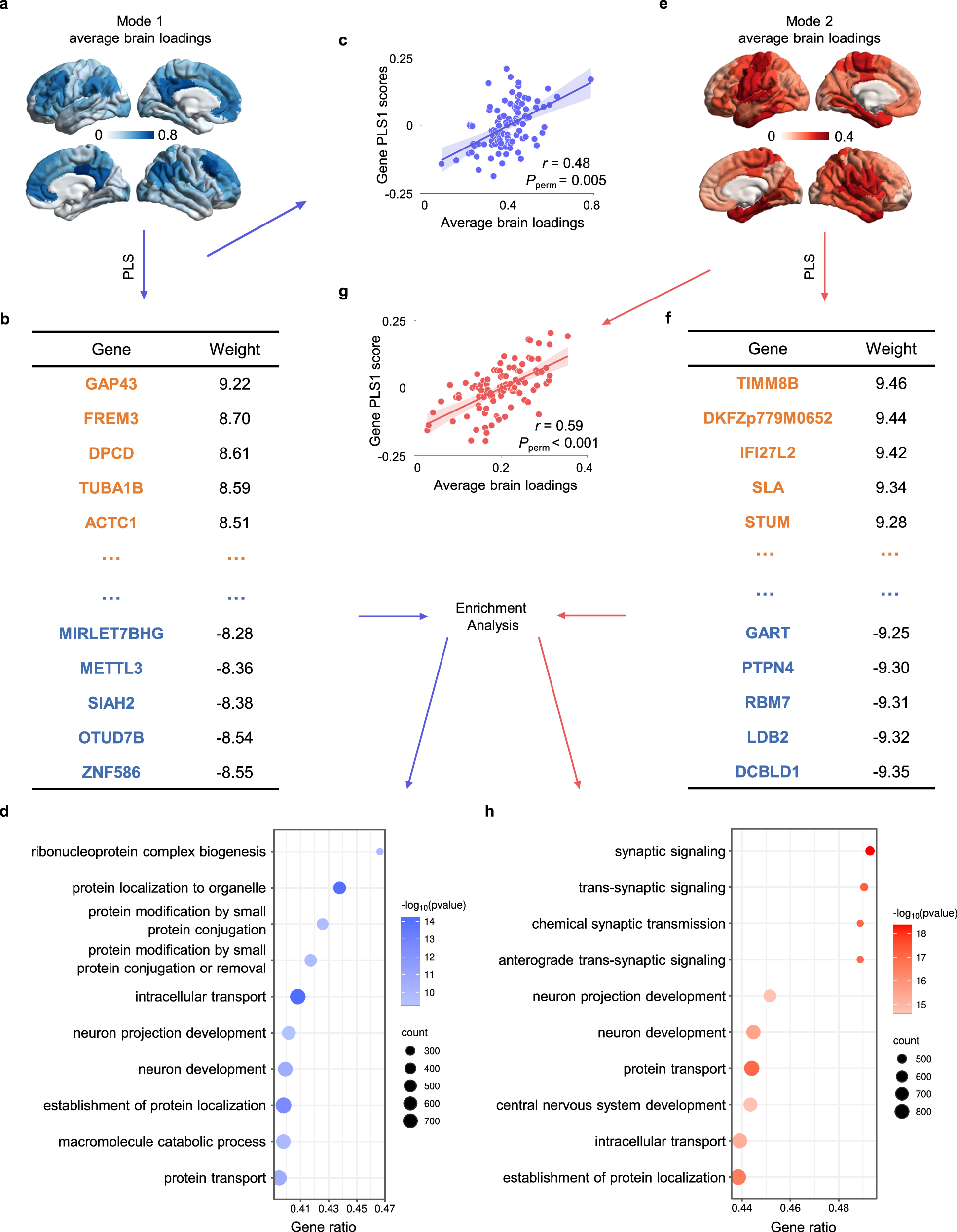 Fig. 5: Micro-transcriptomic mechanisms of brain loading pattern in mode 1 and mode2.