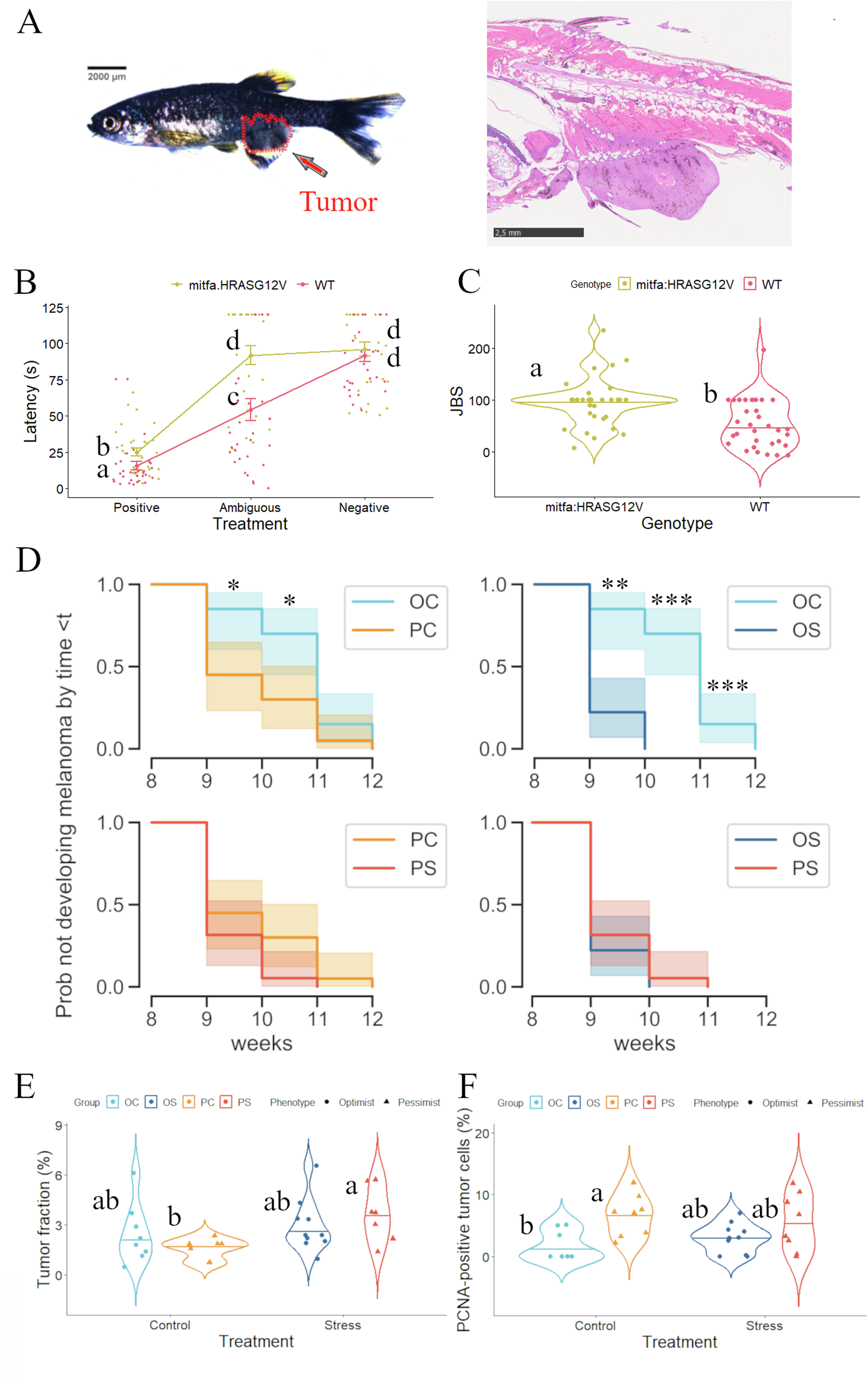 Fig. 4: Differences in onset and progression of melanoma tumor between optimistic and pessimistic zebrafish.
