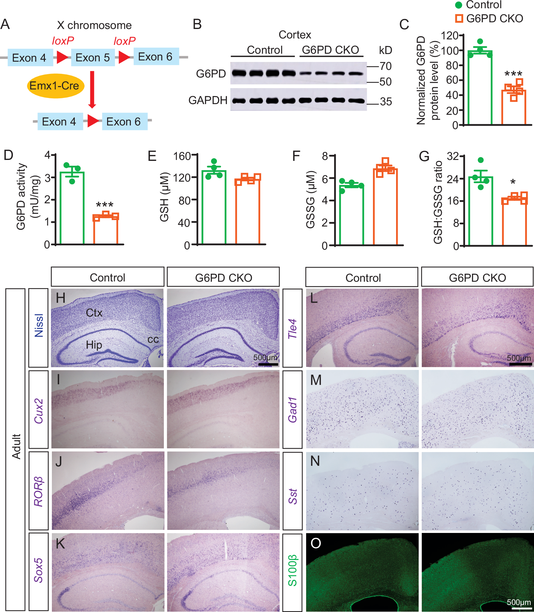 Fig. 1: Generation and verification of G6PD CKO mice.
