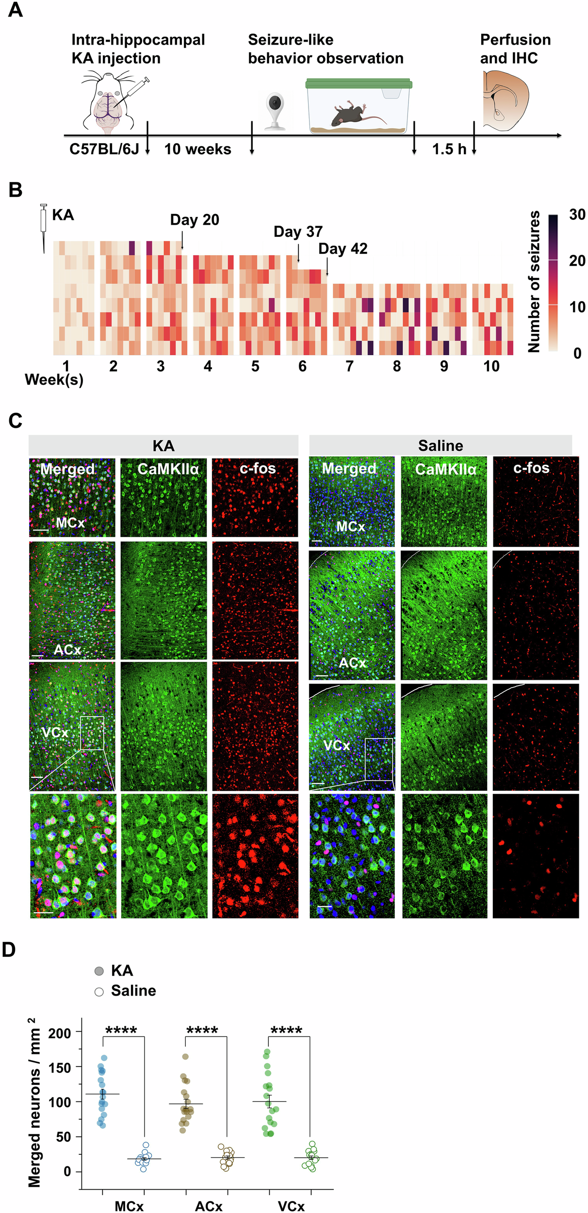 Fig. 4: C-fos expression reveals cortical excitatory neuronal hyperactivity after kainic acid (KA)-induced chronic seizures.