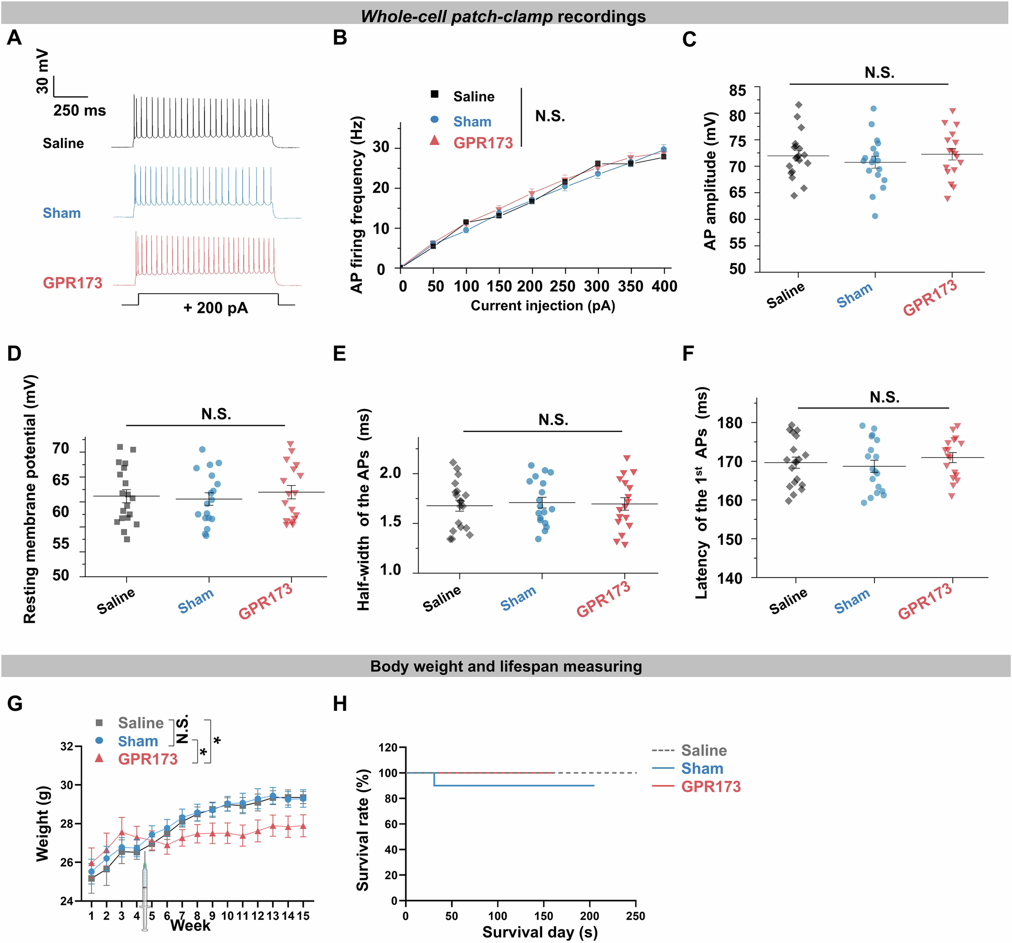 Fig. 7: AAV drives long-term GPR173 expression and does not induce abnormal firing properties in transfected excitatory neurons.